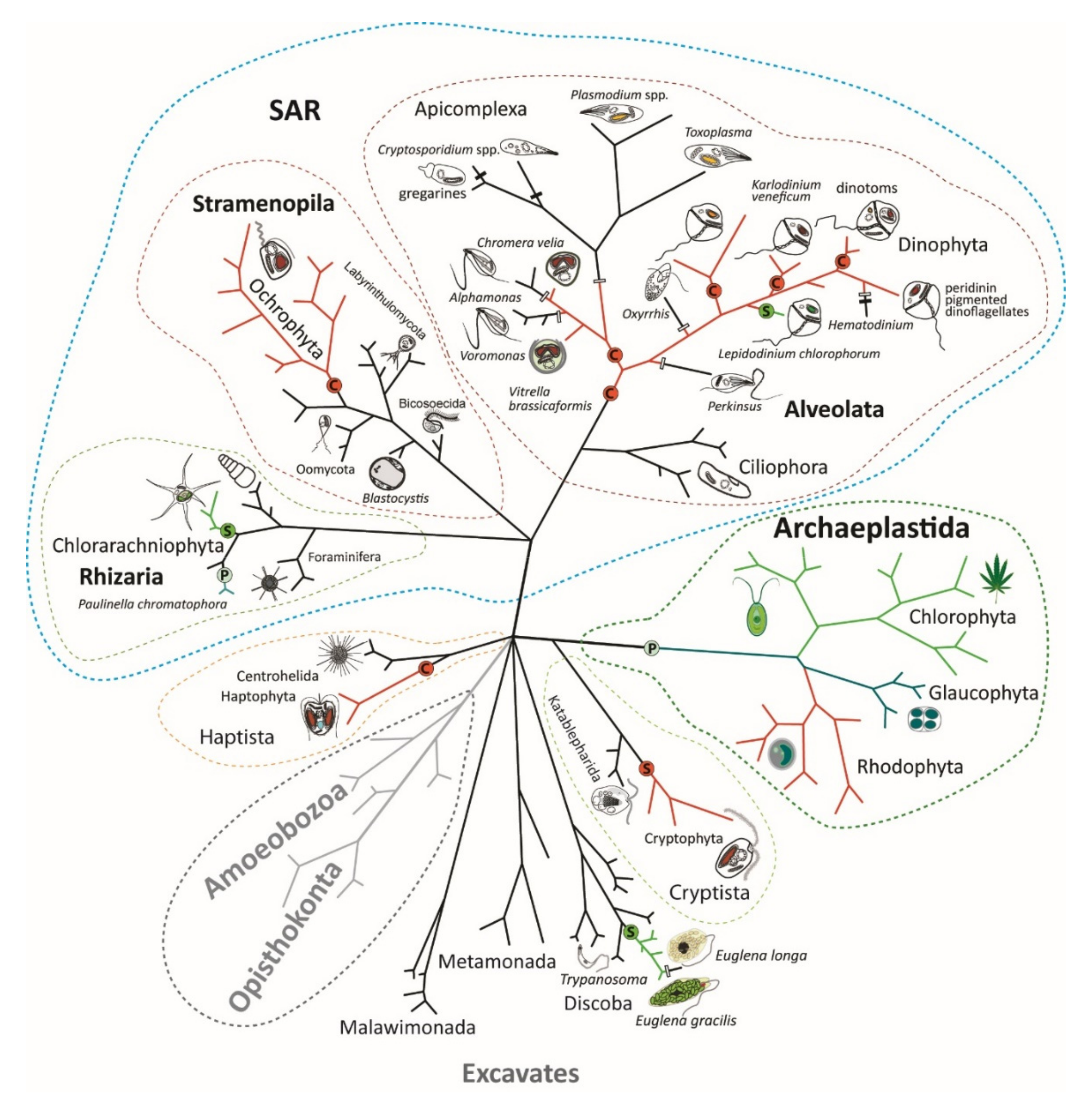 Biomolecules 09 00266 g001