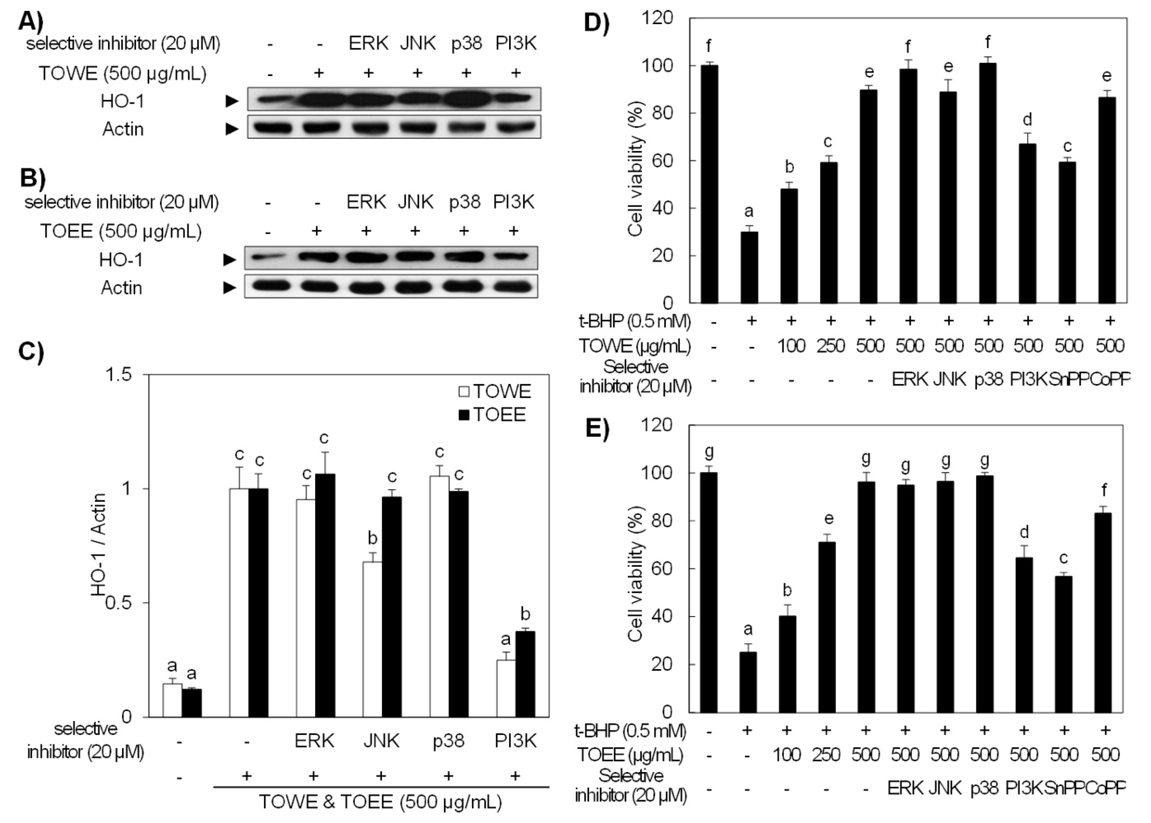 Biomolecules 09 00288 g004