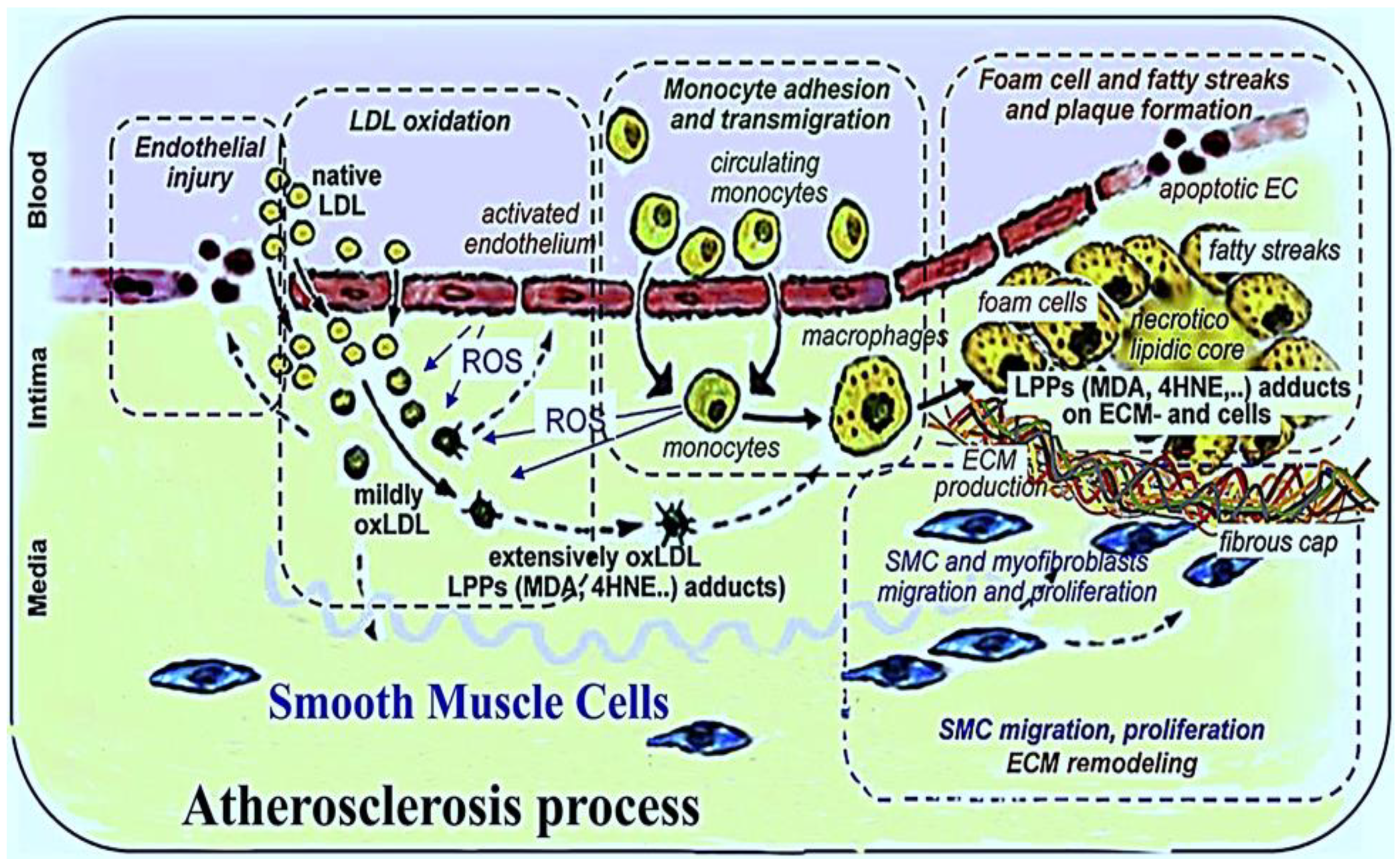 Biomolecules 09 00301 g001