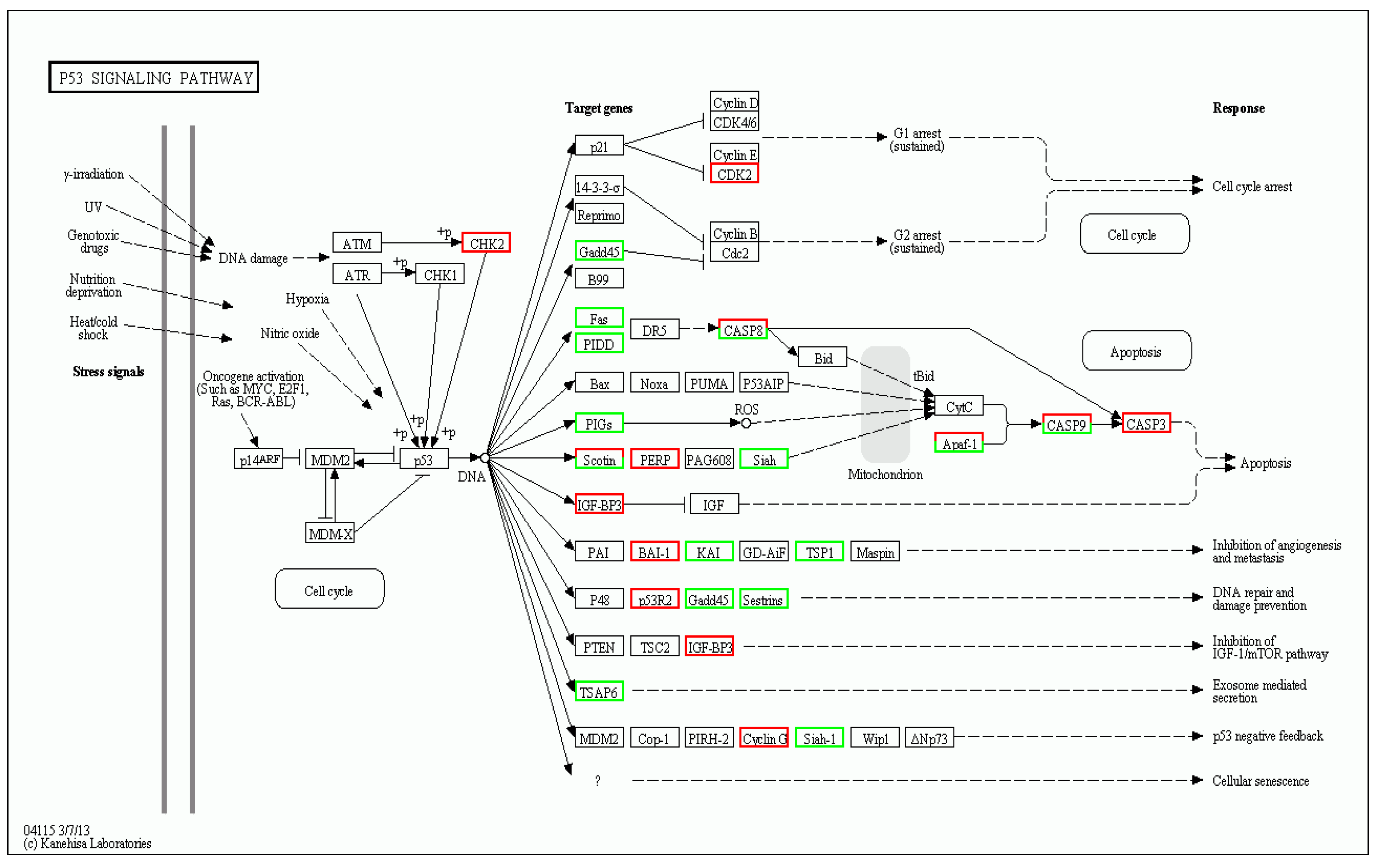 Biomolecules 09 00310 g009