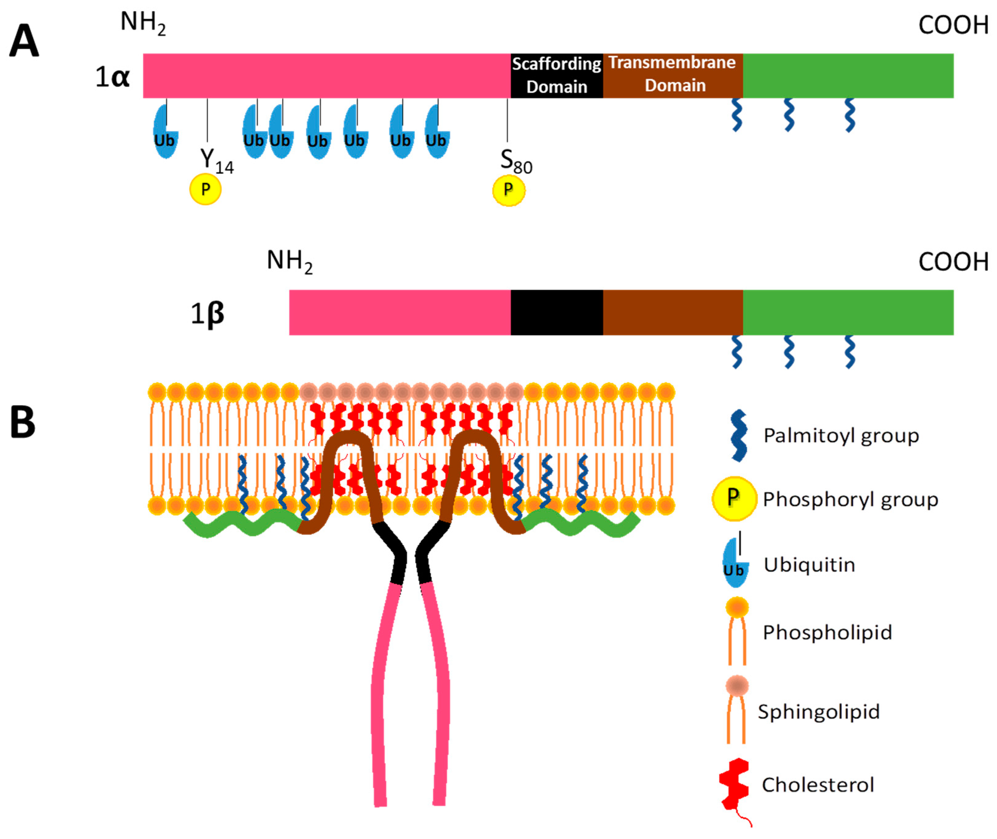 Biomolecules 09 00314 g002