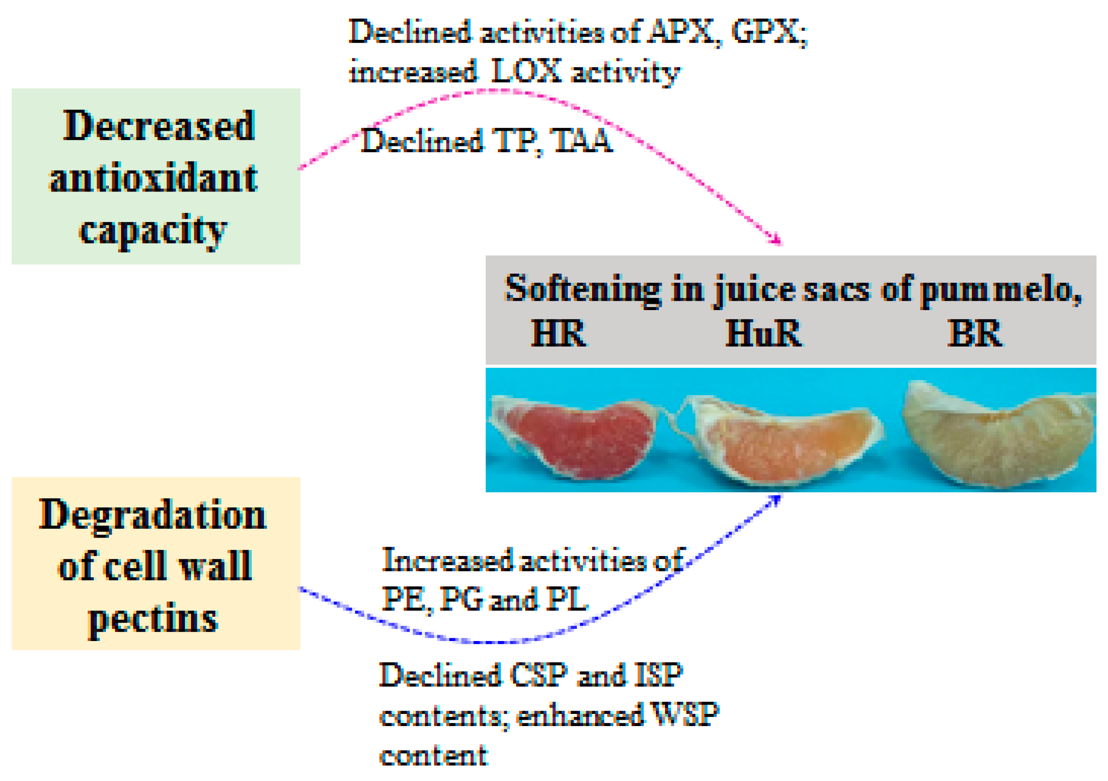 Biomolecules 09 00319 g006