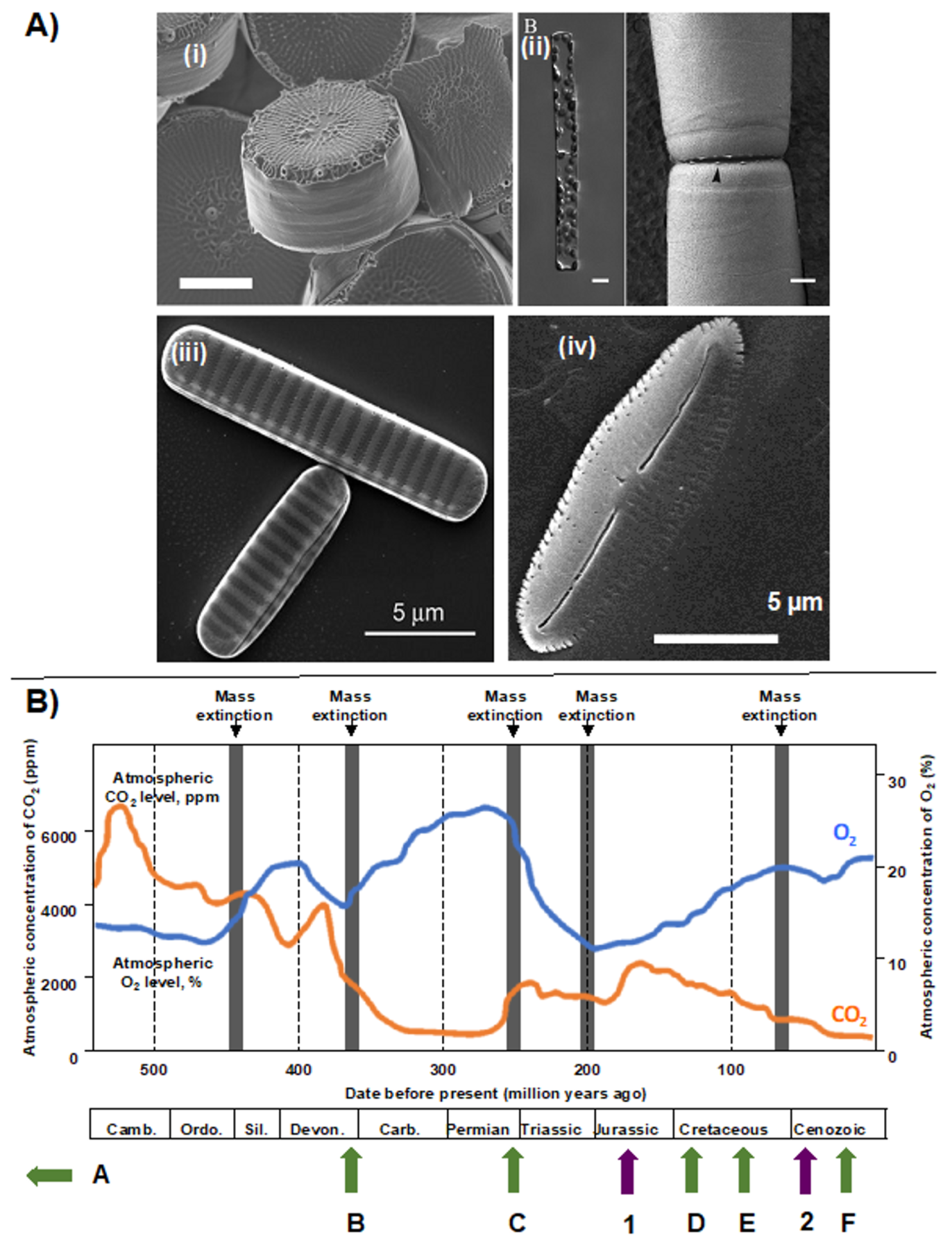 Biomolecules 09 00322 g001