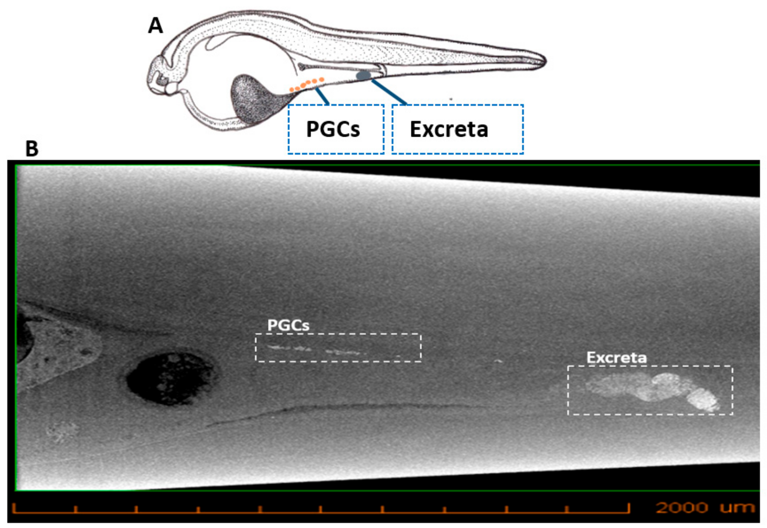 Biomolecules 09 00333 g003