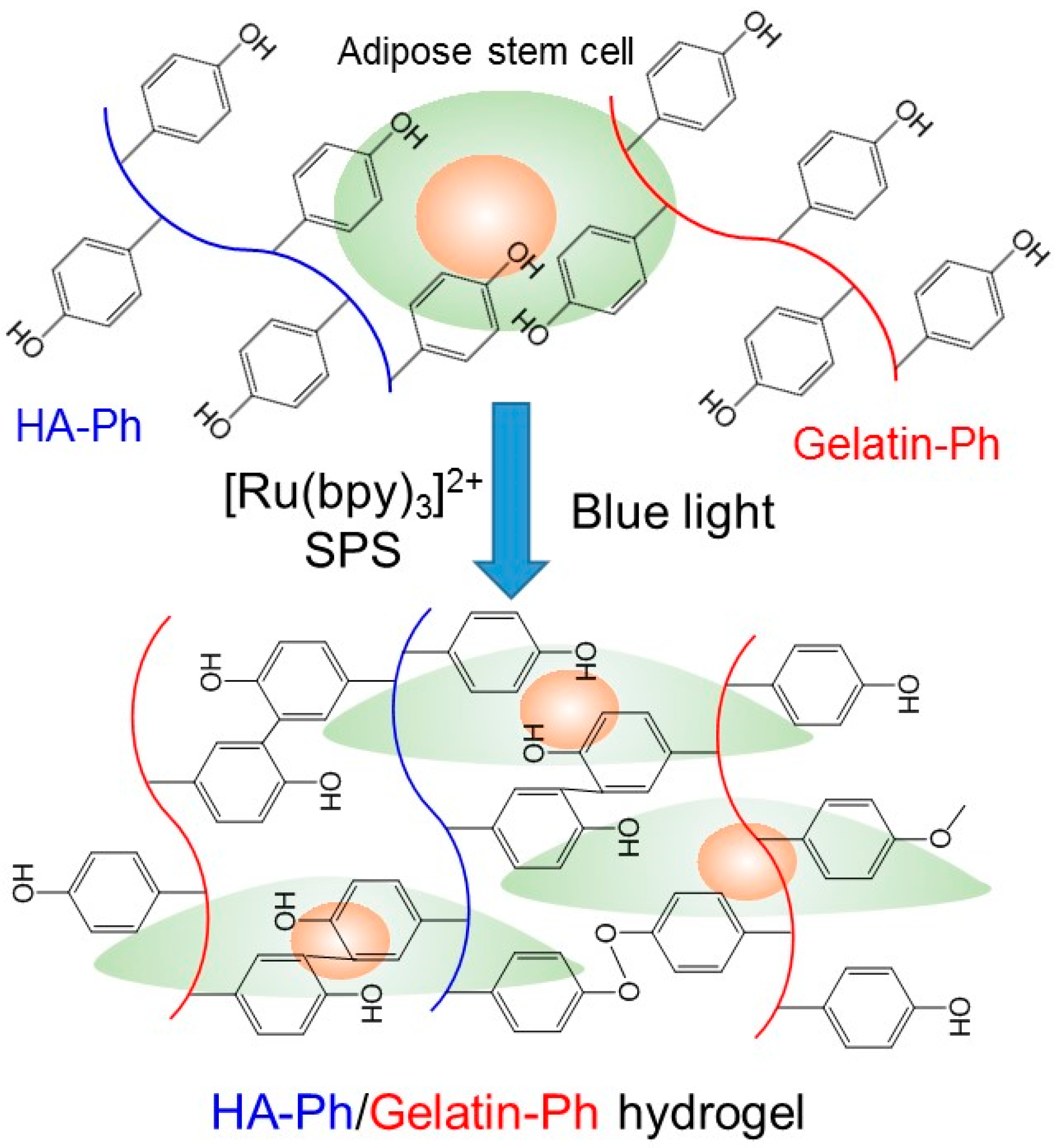 Biomolecules 09 00342 g001