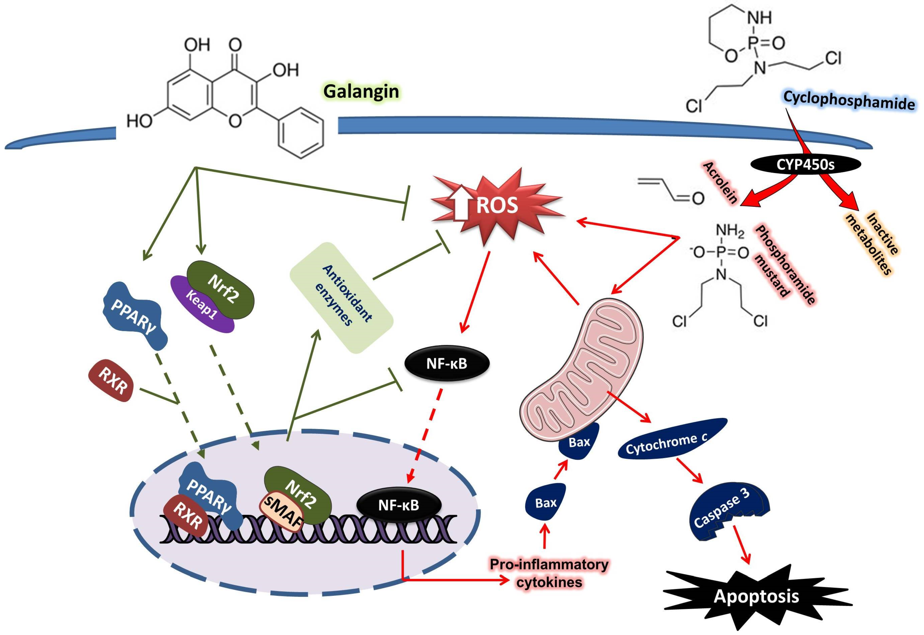 Biomolecules 09 00346 g010 Biomolecules 09 00346 g010