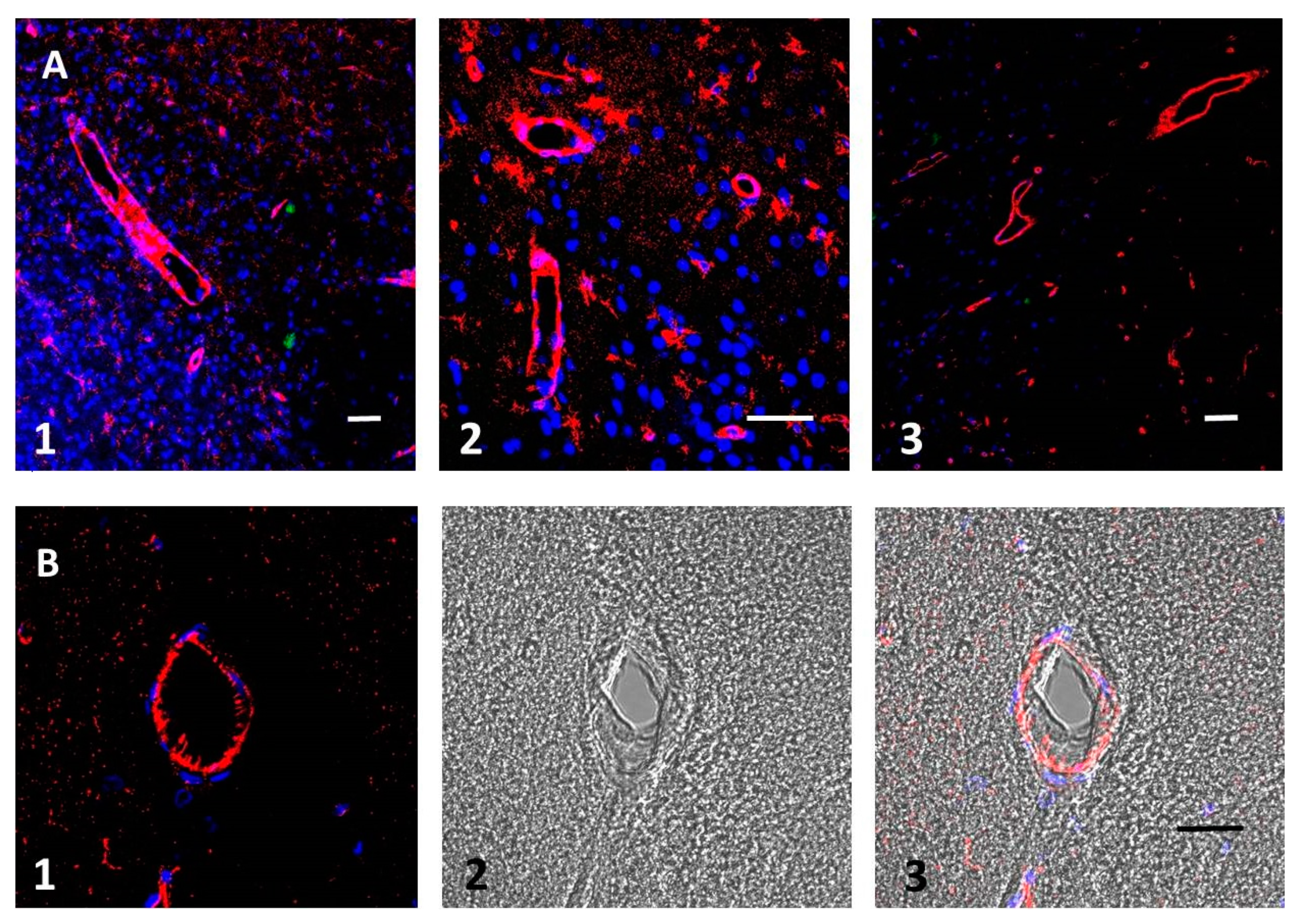 Biomolecules 09 00350 g002 Biomolecules 09 00350 g002