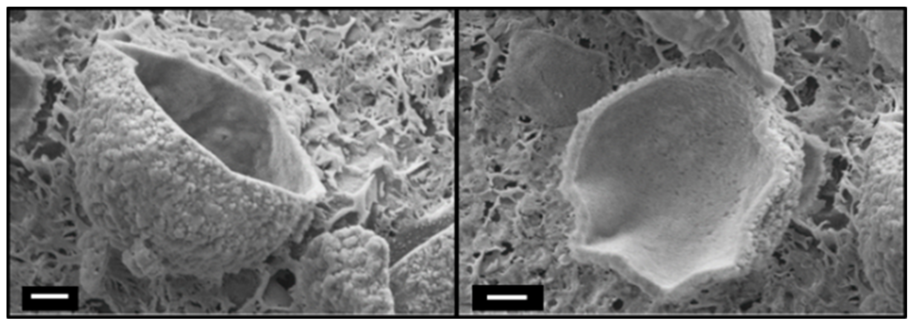 Biomolecules 09 00352 g004