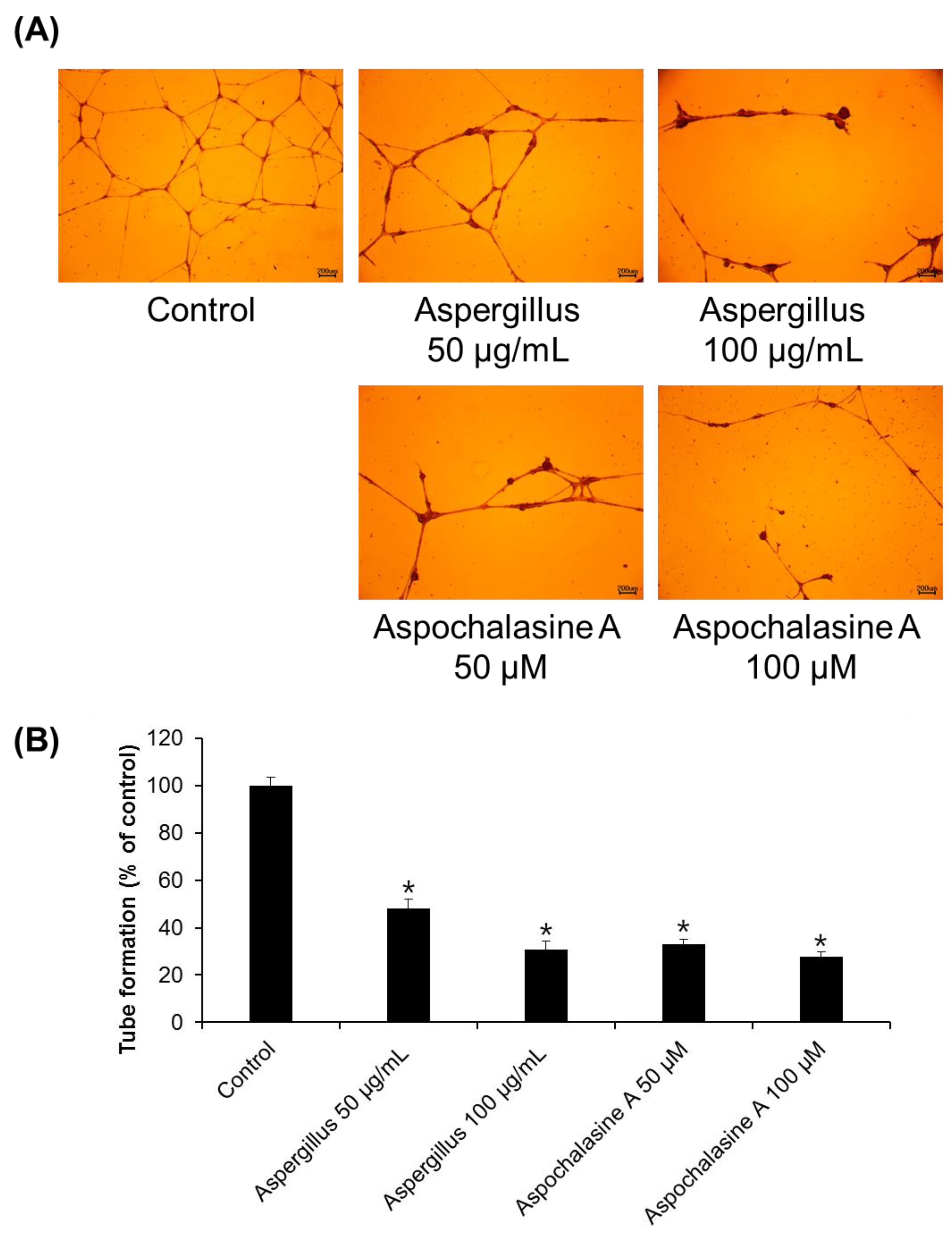 Biomolecules 09 00358 g004