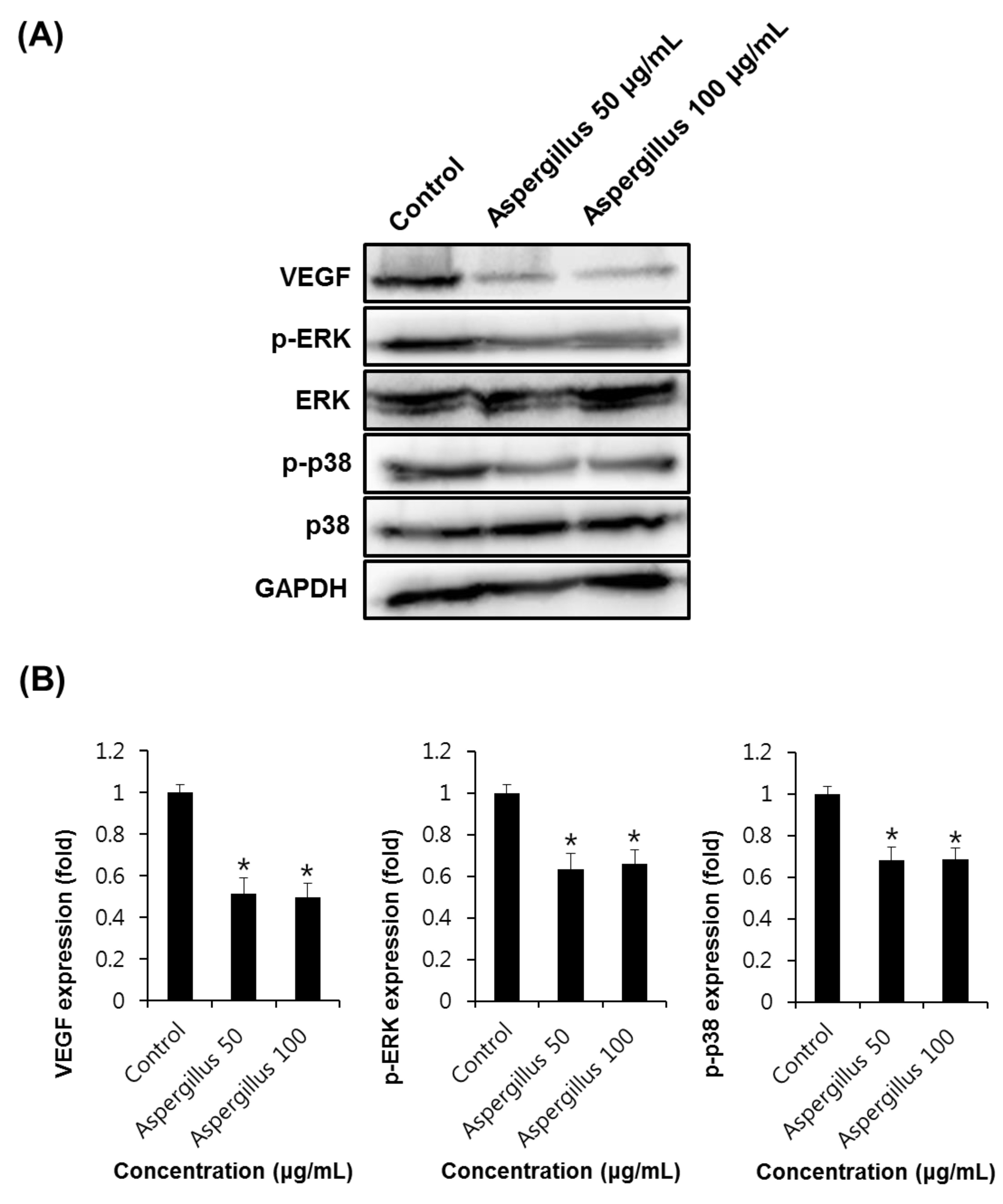 Biomolecules 09 00358 g005