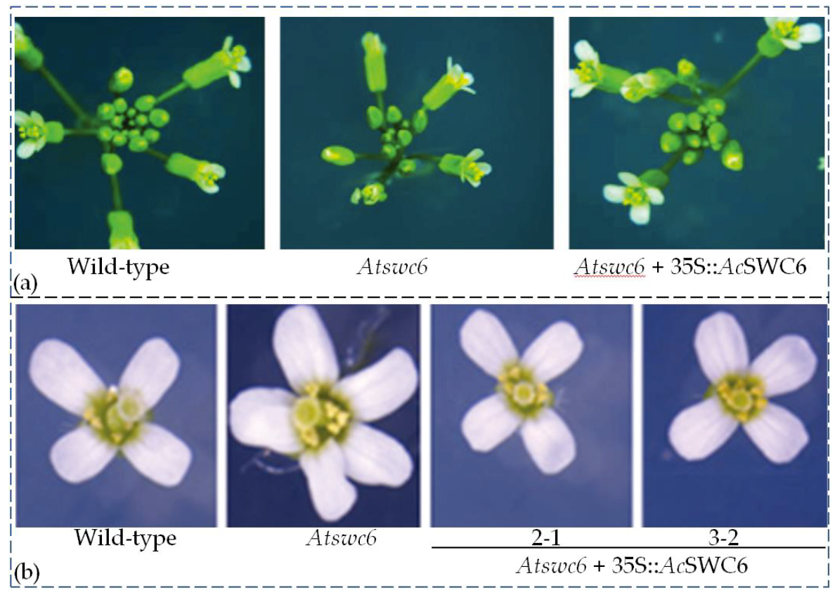 Biomolecules 09 00364 g009 Biomolecules 09 00364 g009