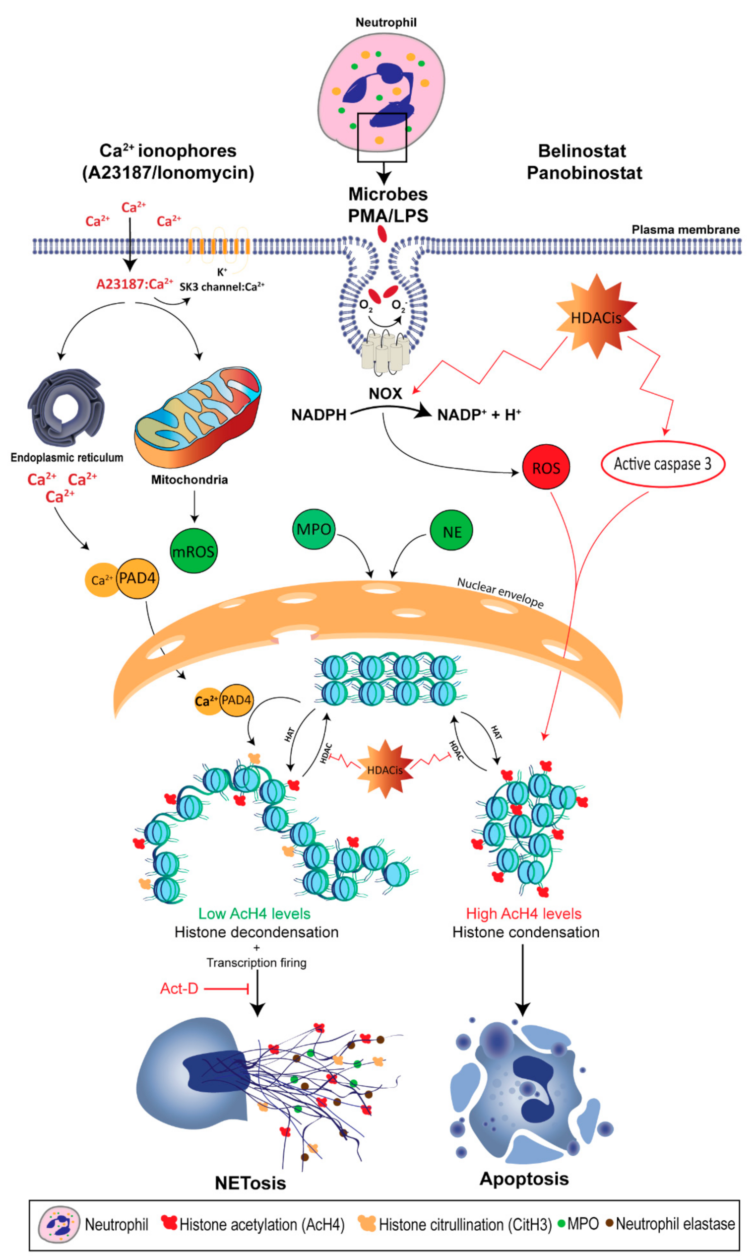 Biomolecules 09 00369 g001
