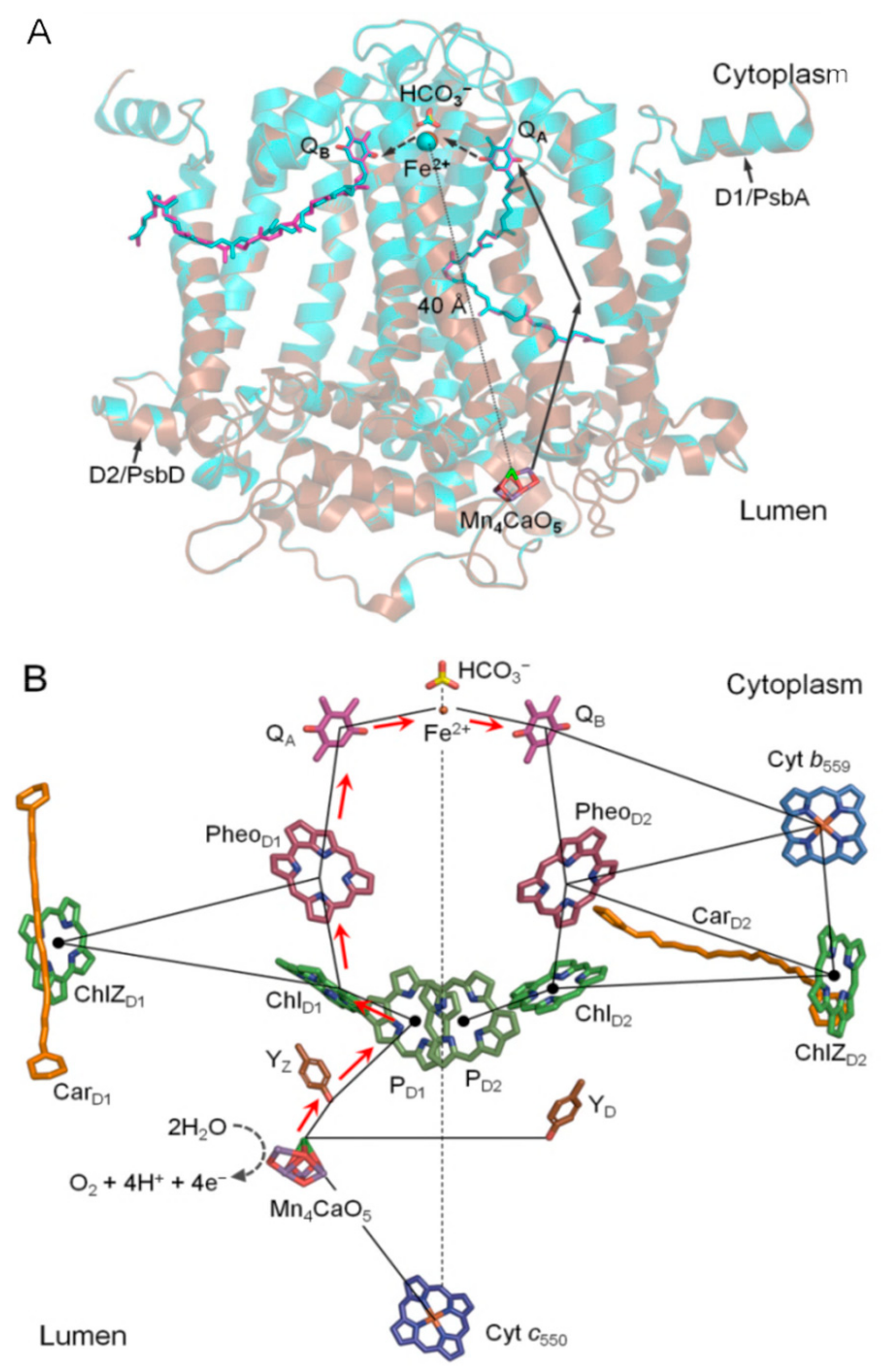 Biomolecules 09 00371 g001