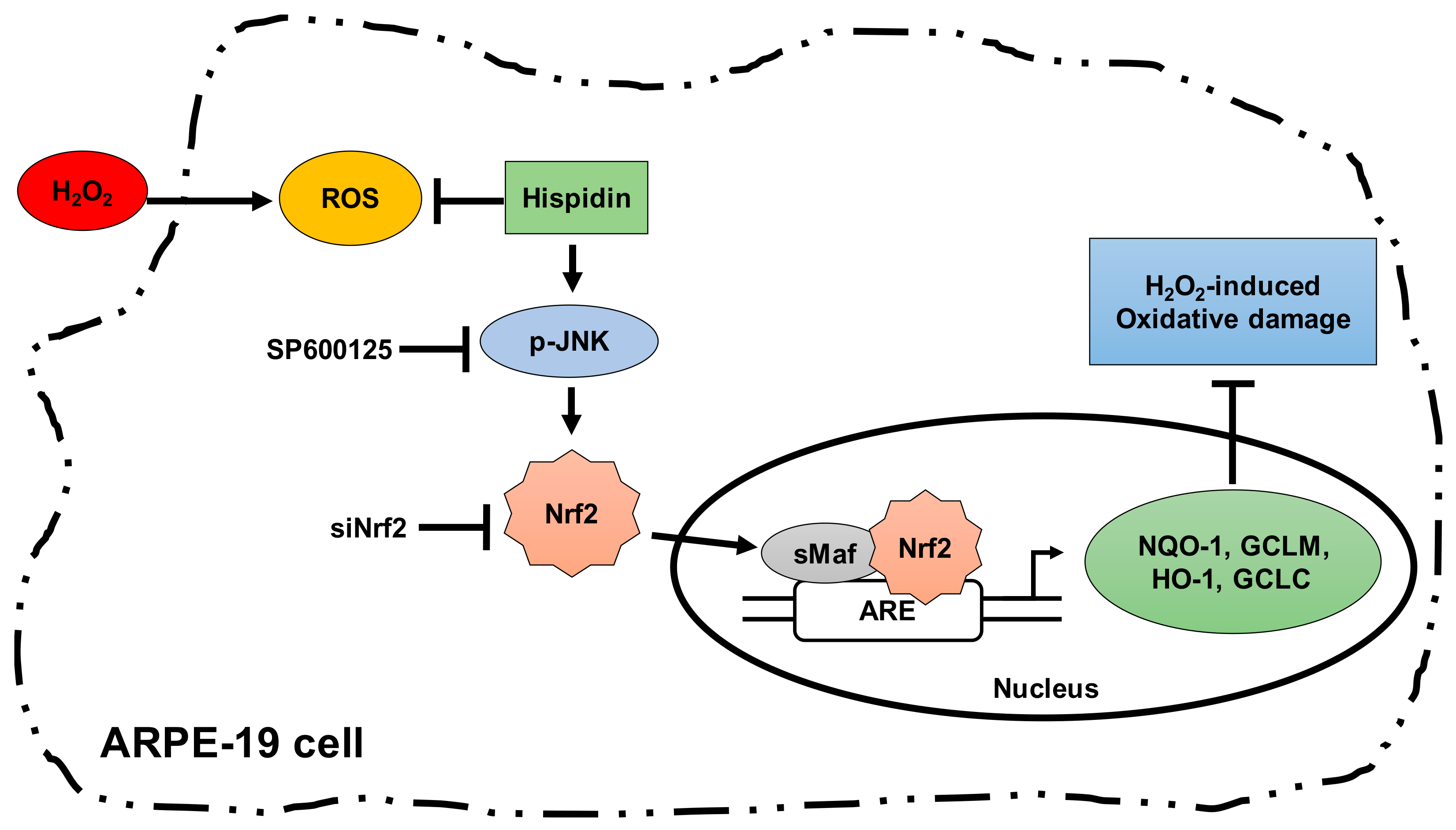 Biomolecules 09 00380 g006