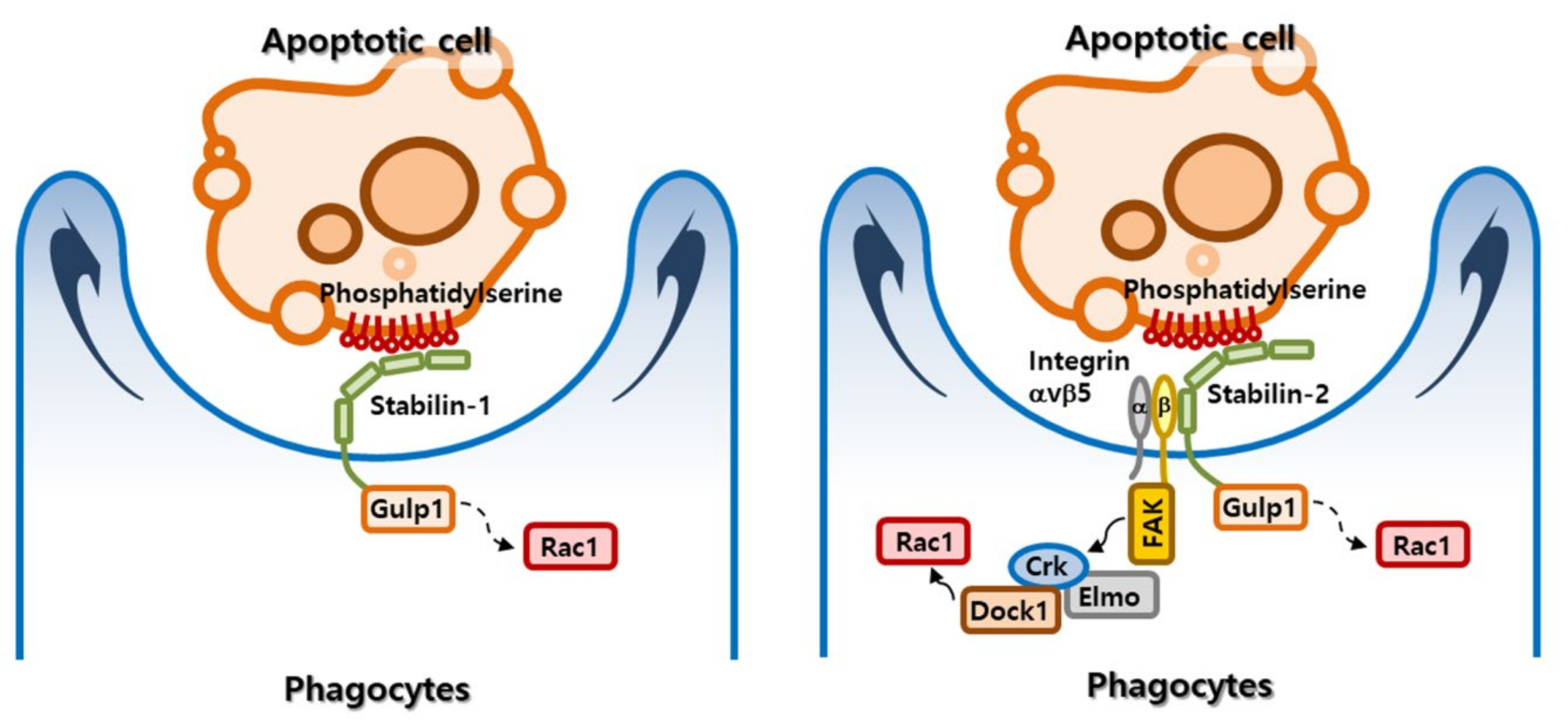 Biomolecules 09 00387 g003