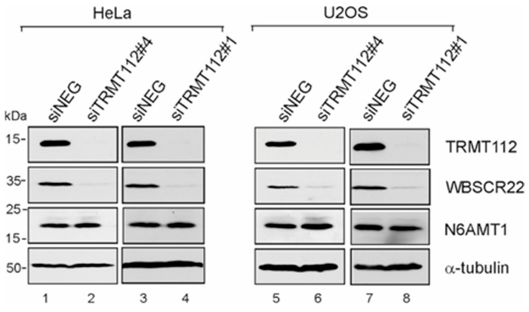 Biomolecules 09 00422 g005