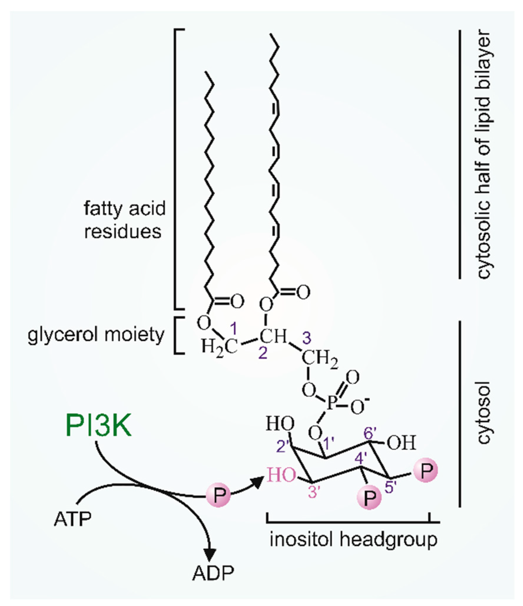 Biomolecules 09 00427 g001