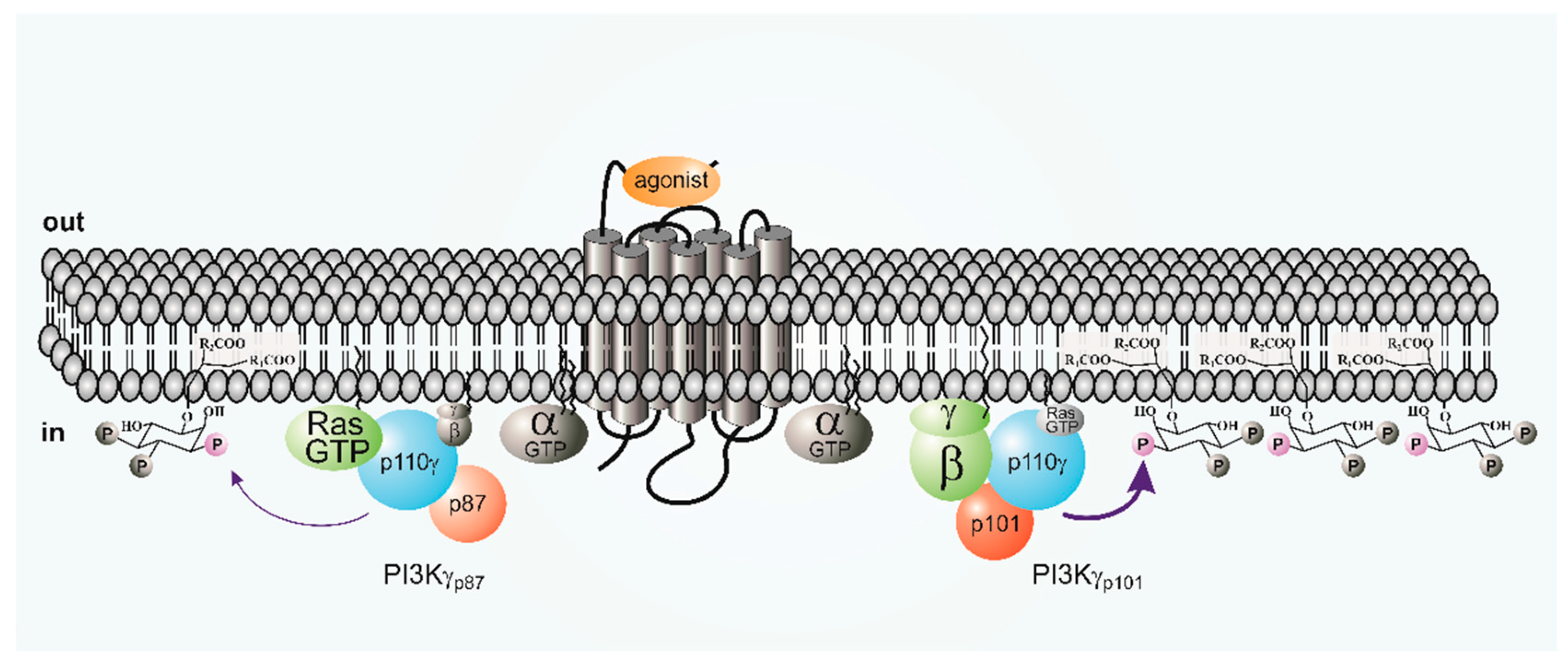 Biomolecules 09 00427 g003