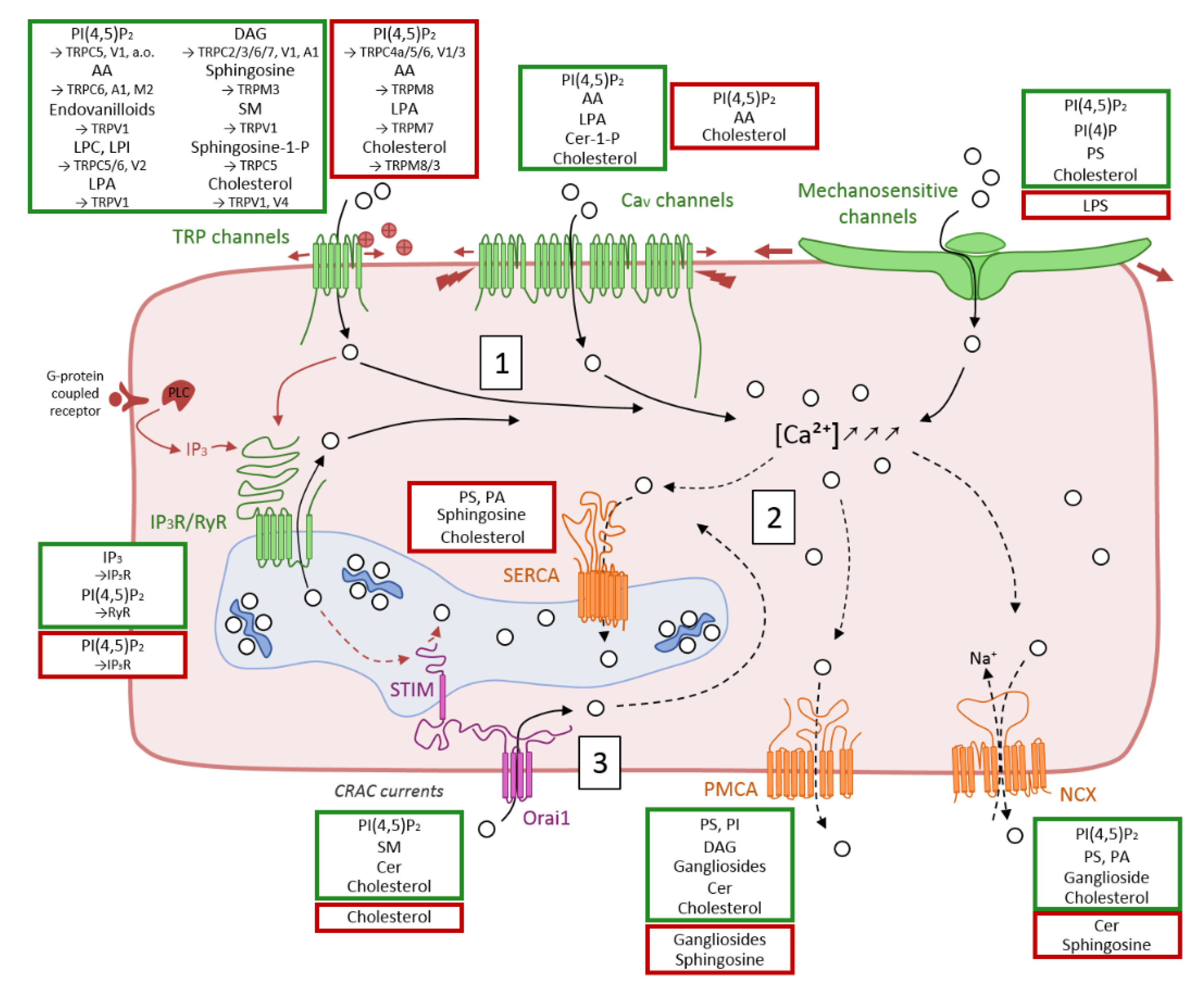Biomolecules 09 00513 g005