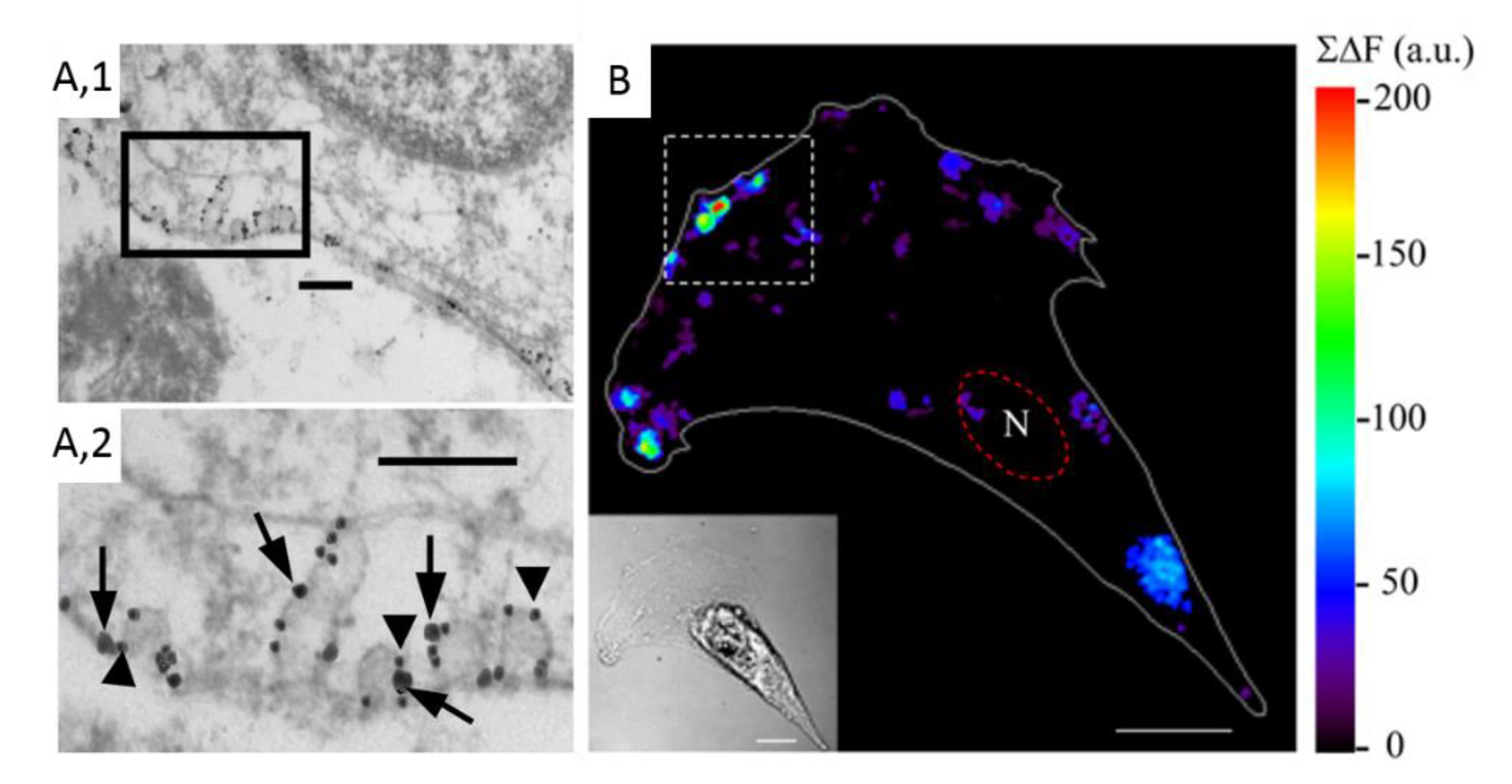 Biomolecules 09 00513 g008