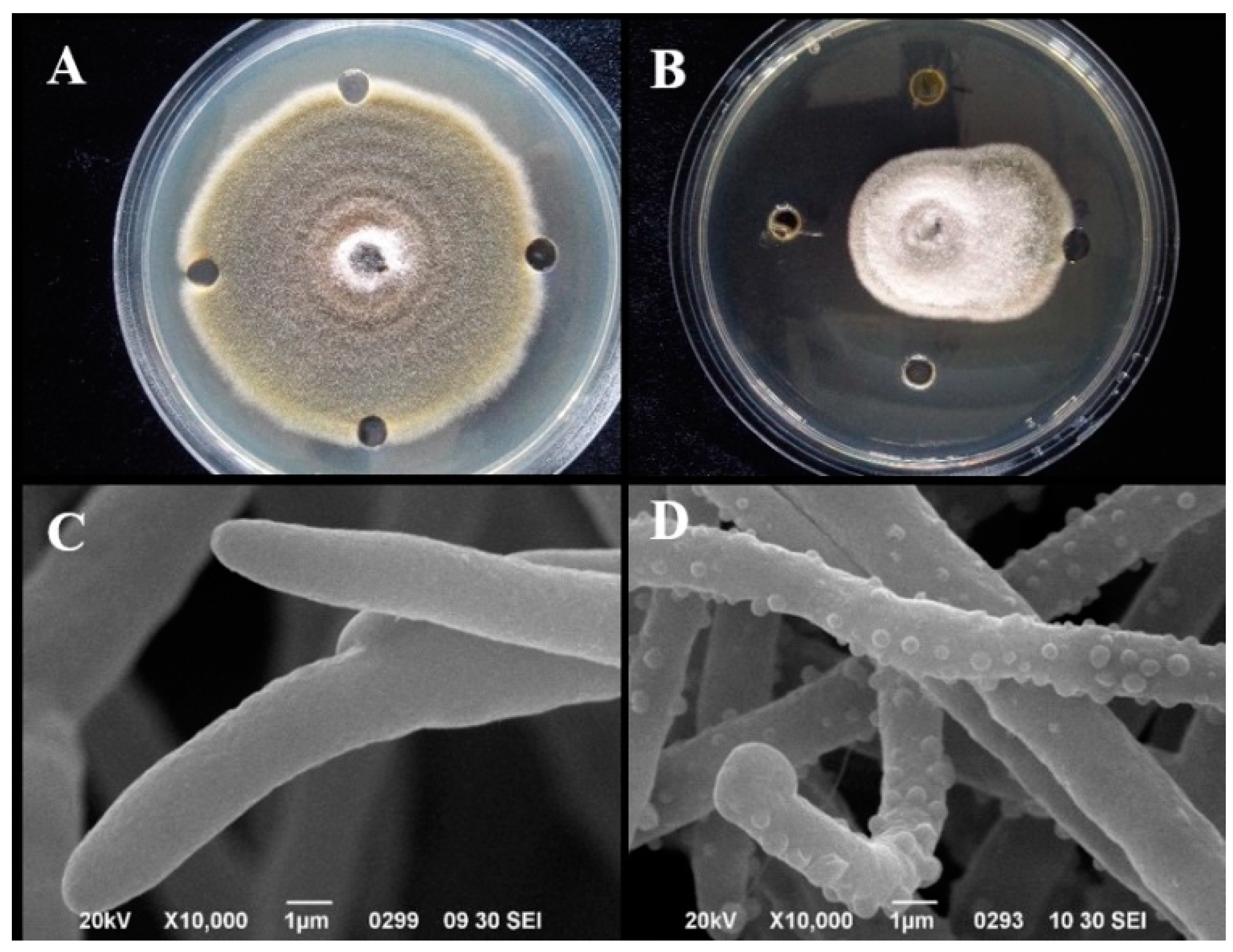 Biomolecules 09 00518 g004