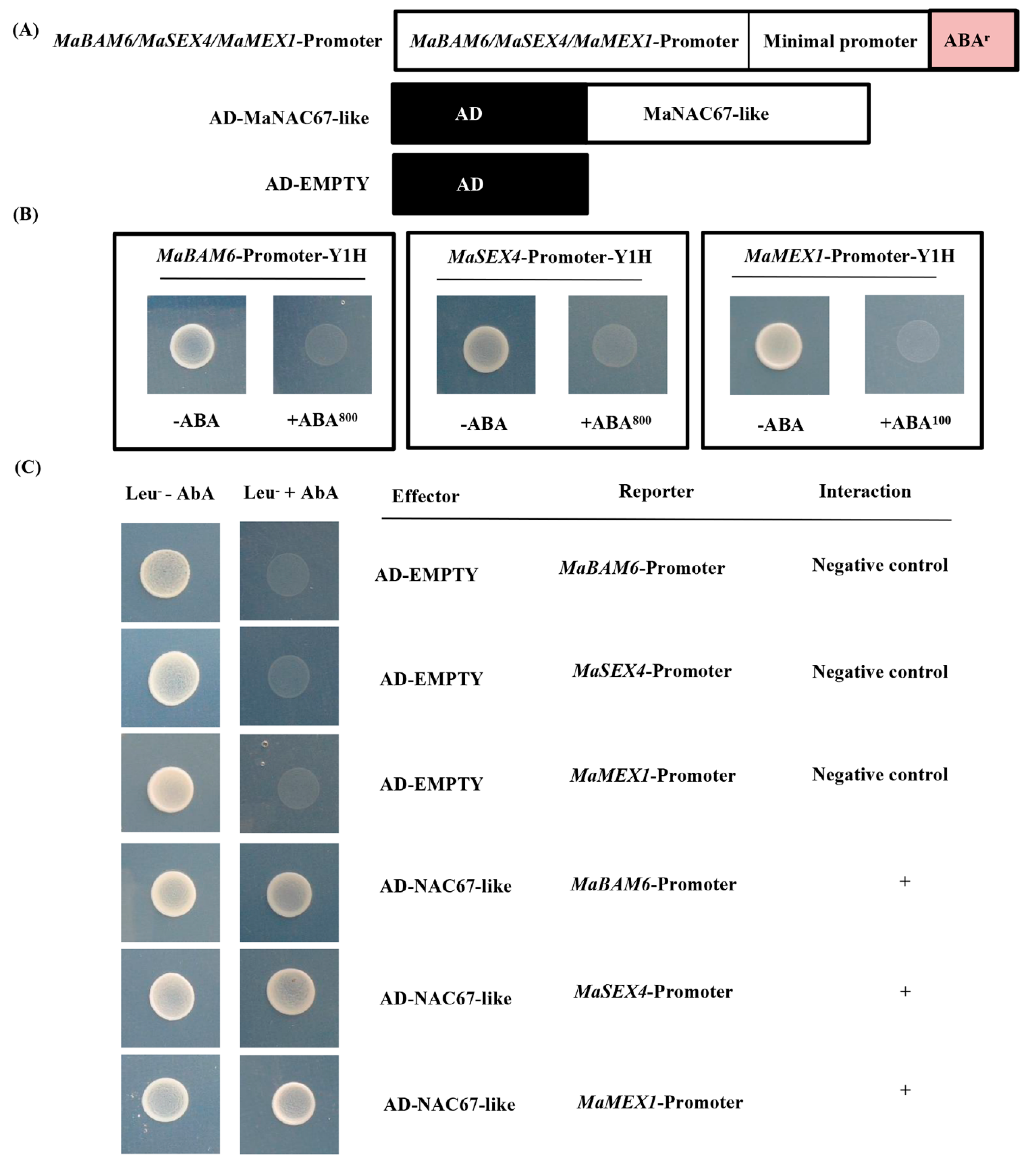Biomolecules 09 00552 g006