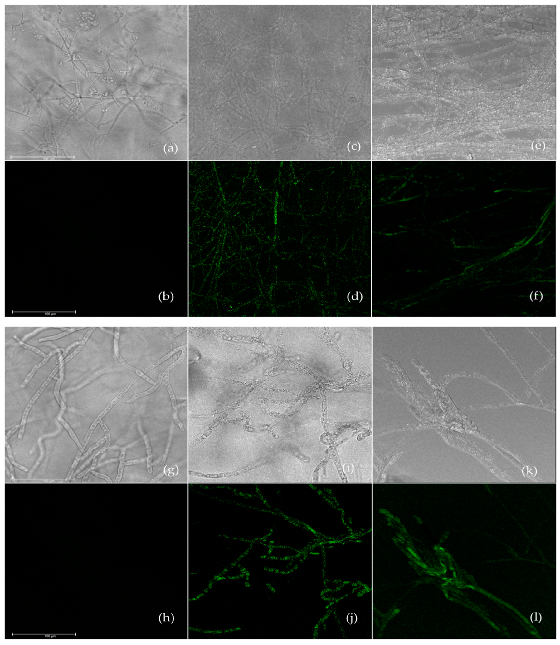 Biomolecules 09 00561 g002 Biomolecules 09 00561 g002