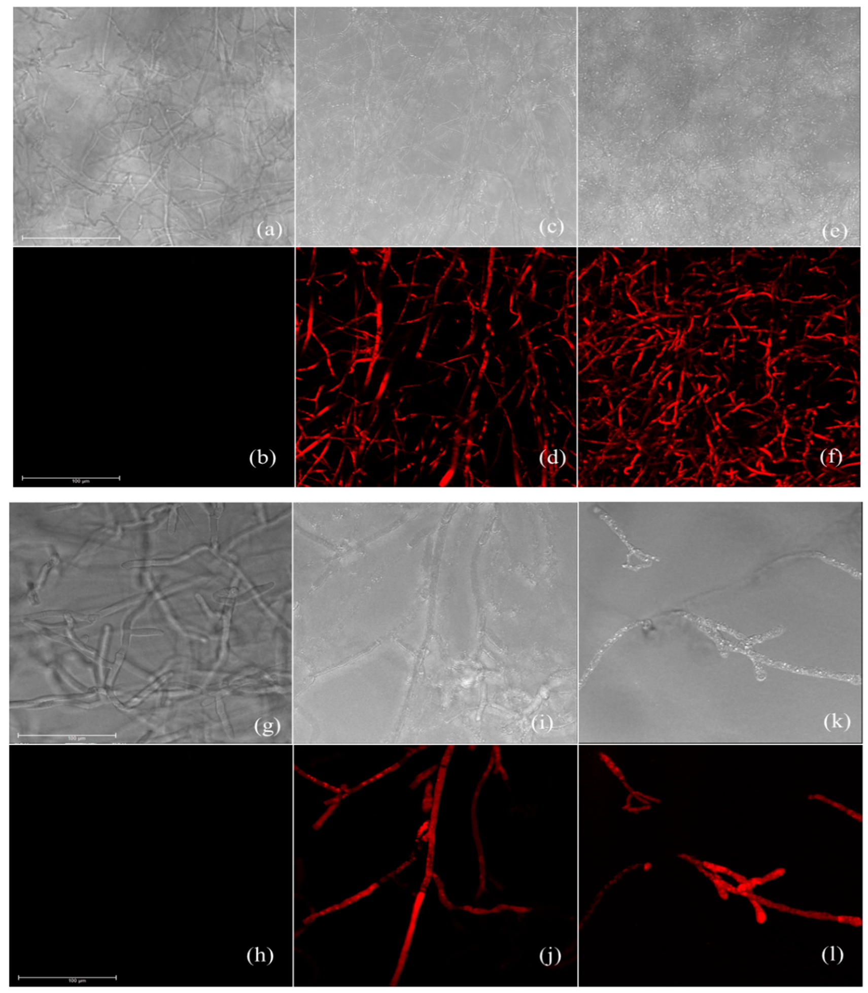 Biomolecules 09 00561 g003 Biomolecules 09 00561 g003