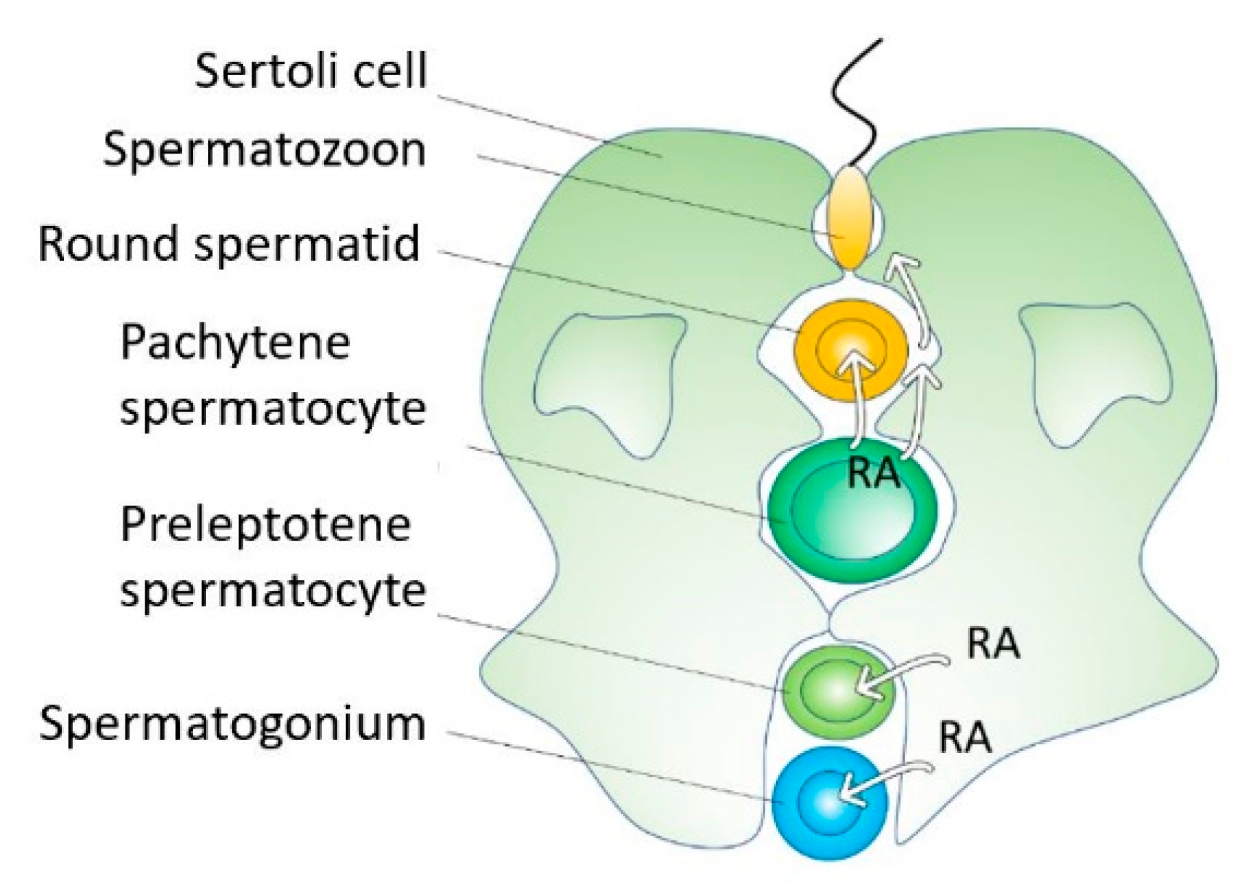 Biomolecules 09 00567 g004 Biomolecules 09 00567 g004