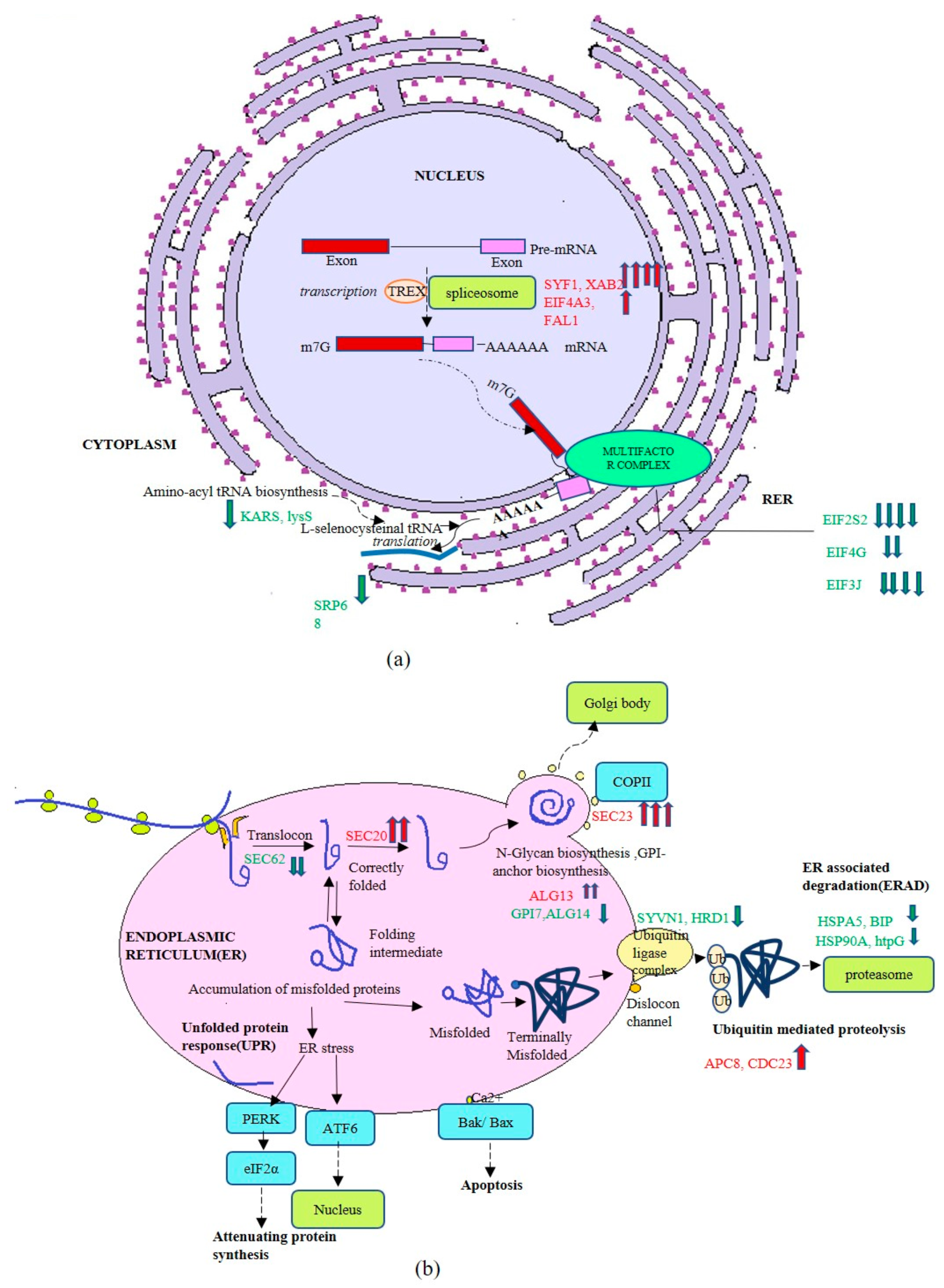 Biomolecules 09 00568 g008