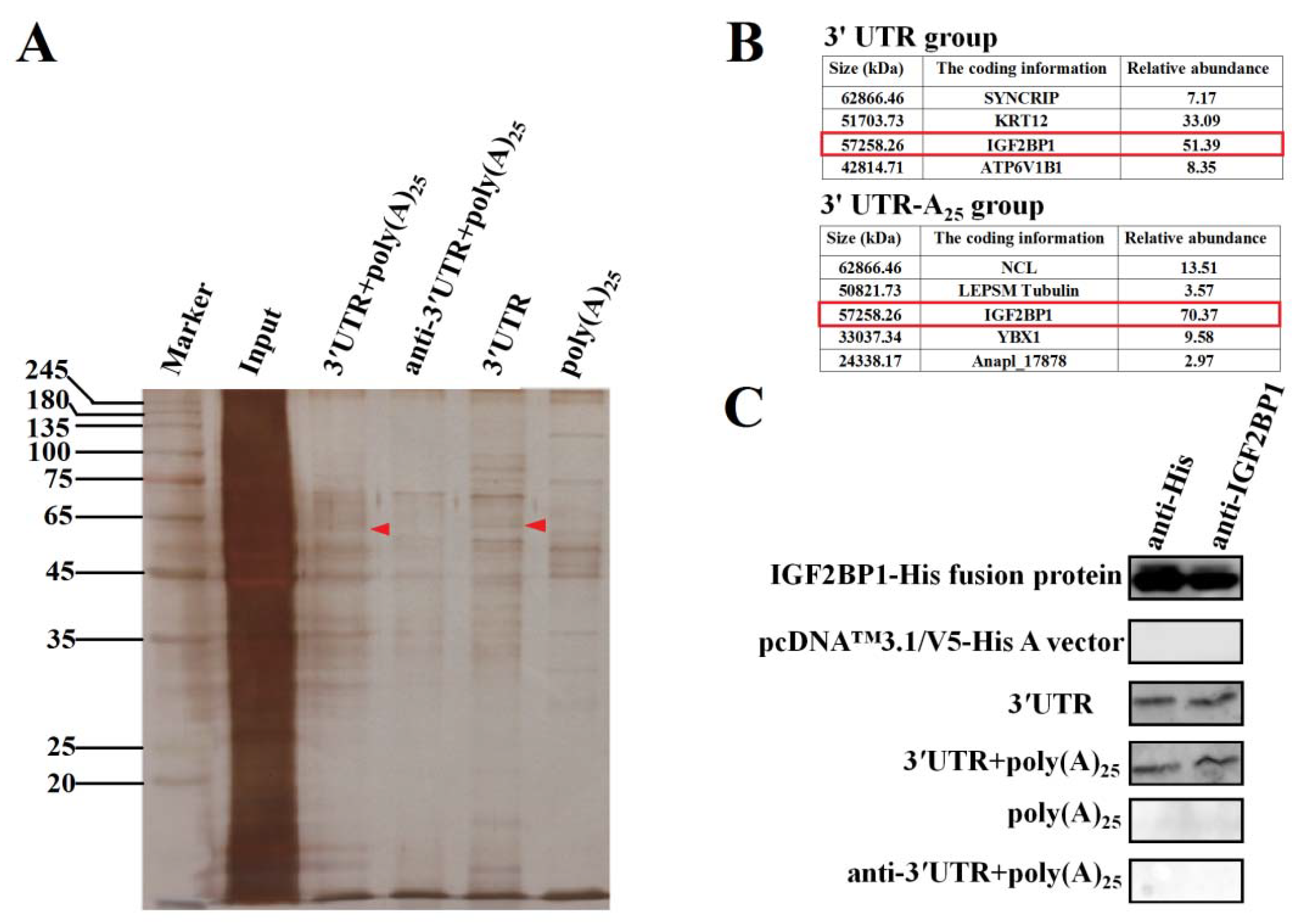 Biomolecules 09 00594 g002