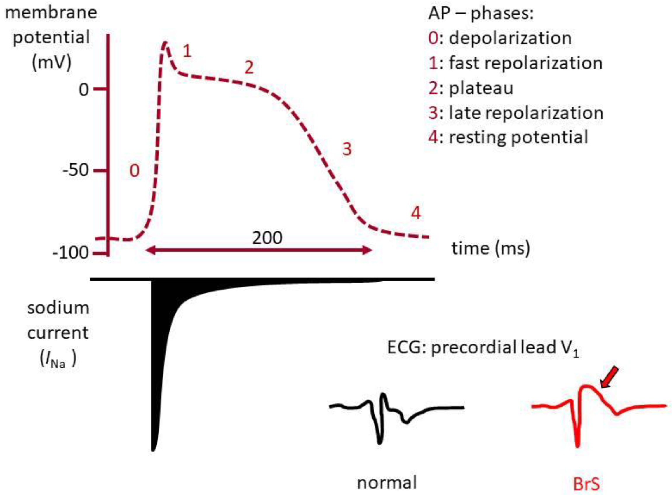 Biomolecules 09 00604 g001
