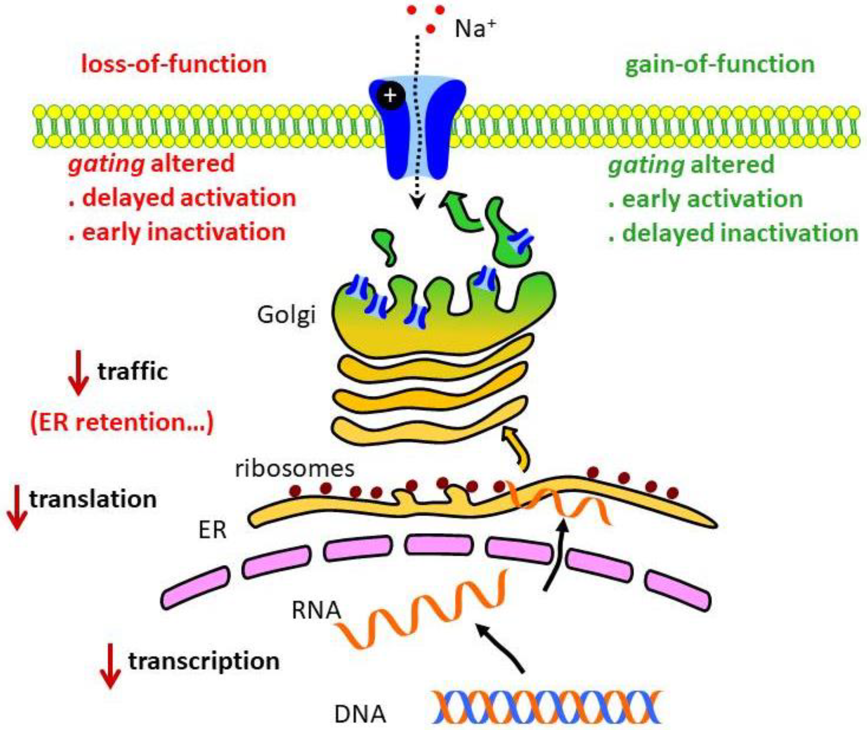 Biomolecules 09 00604 g002