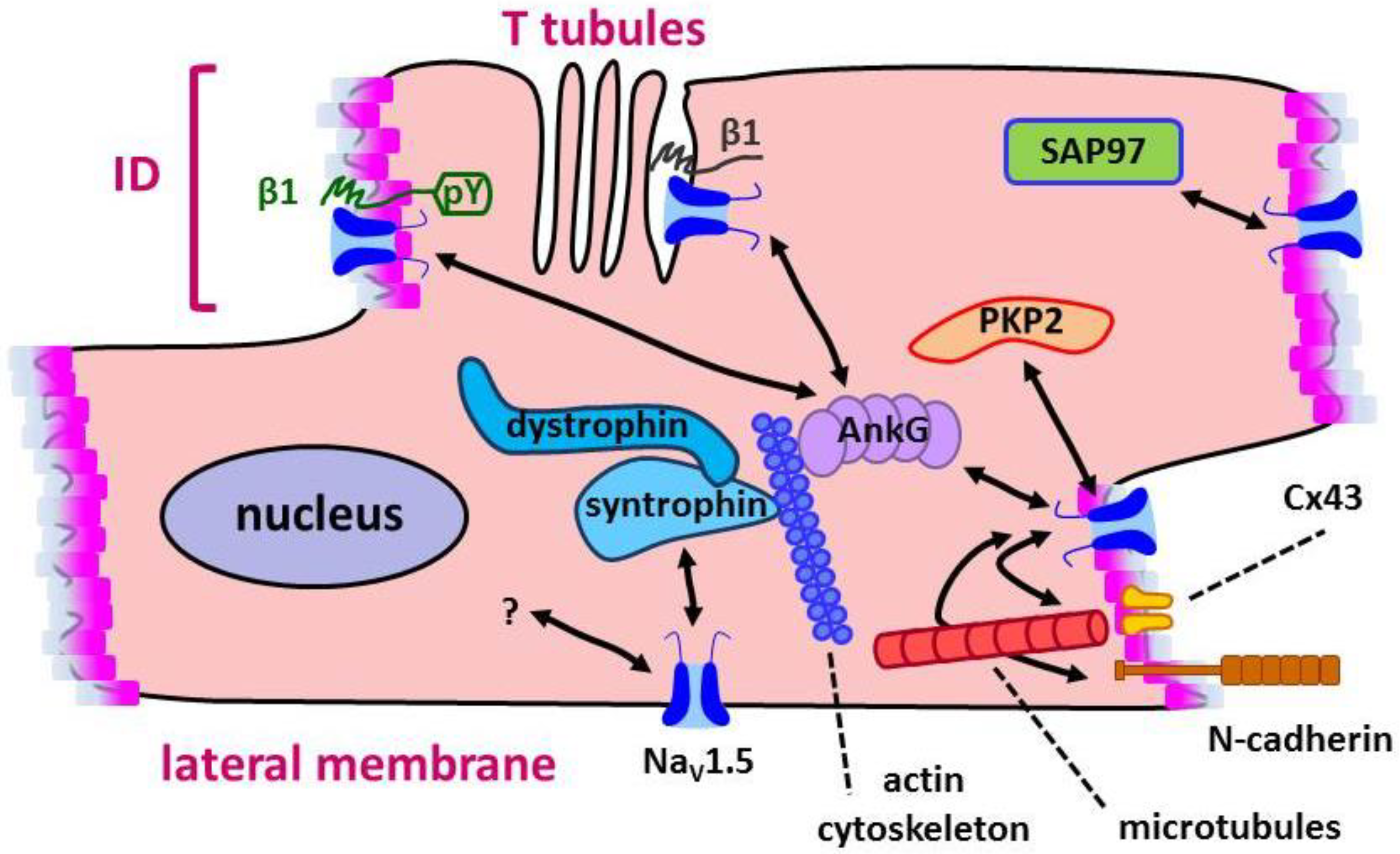 Biomolecules 09 00604 g003