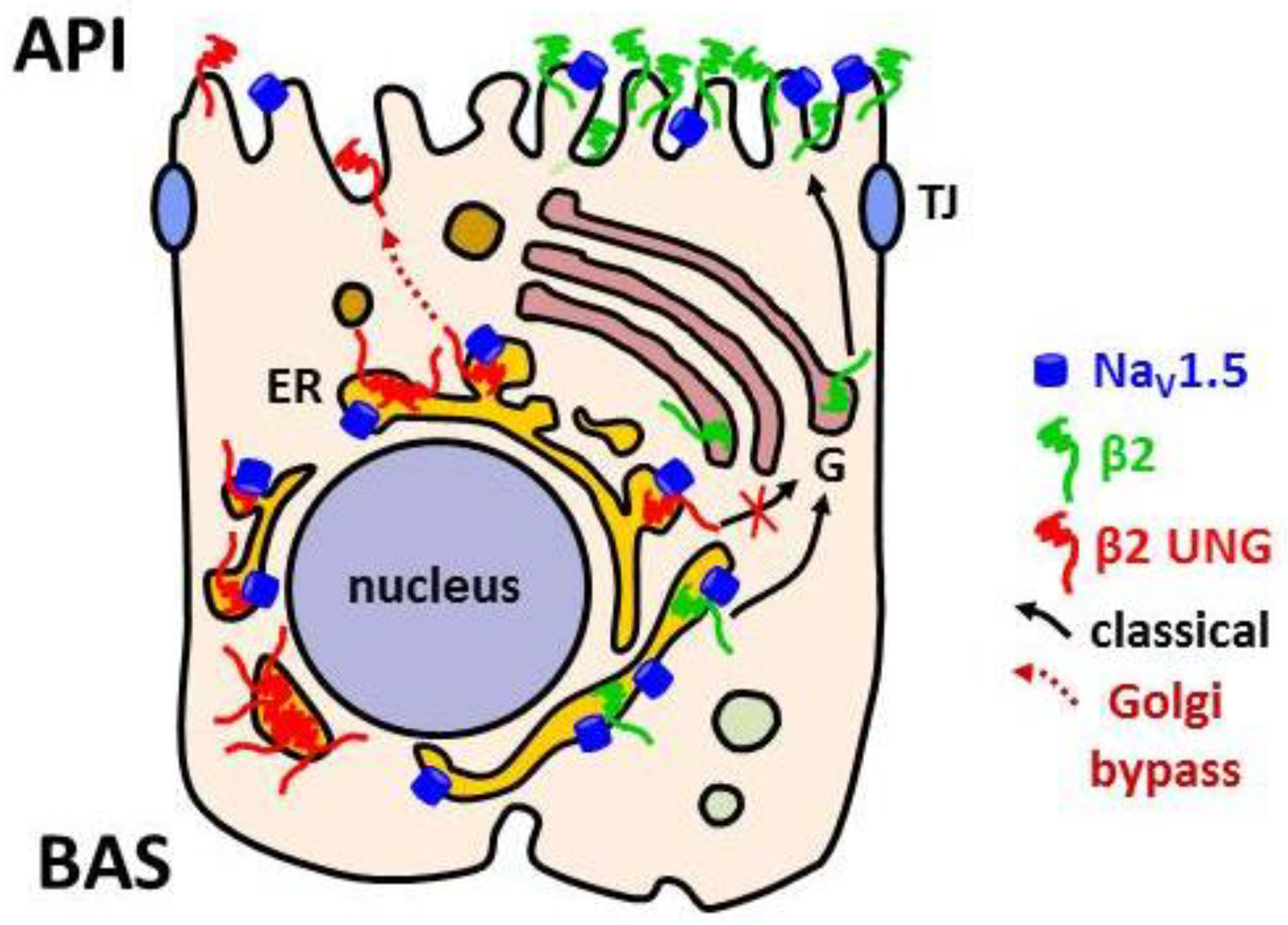 Biomolecules 09 00604 g005