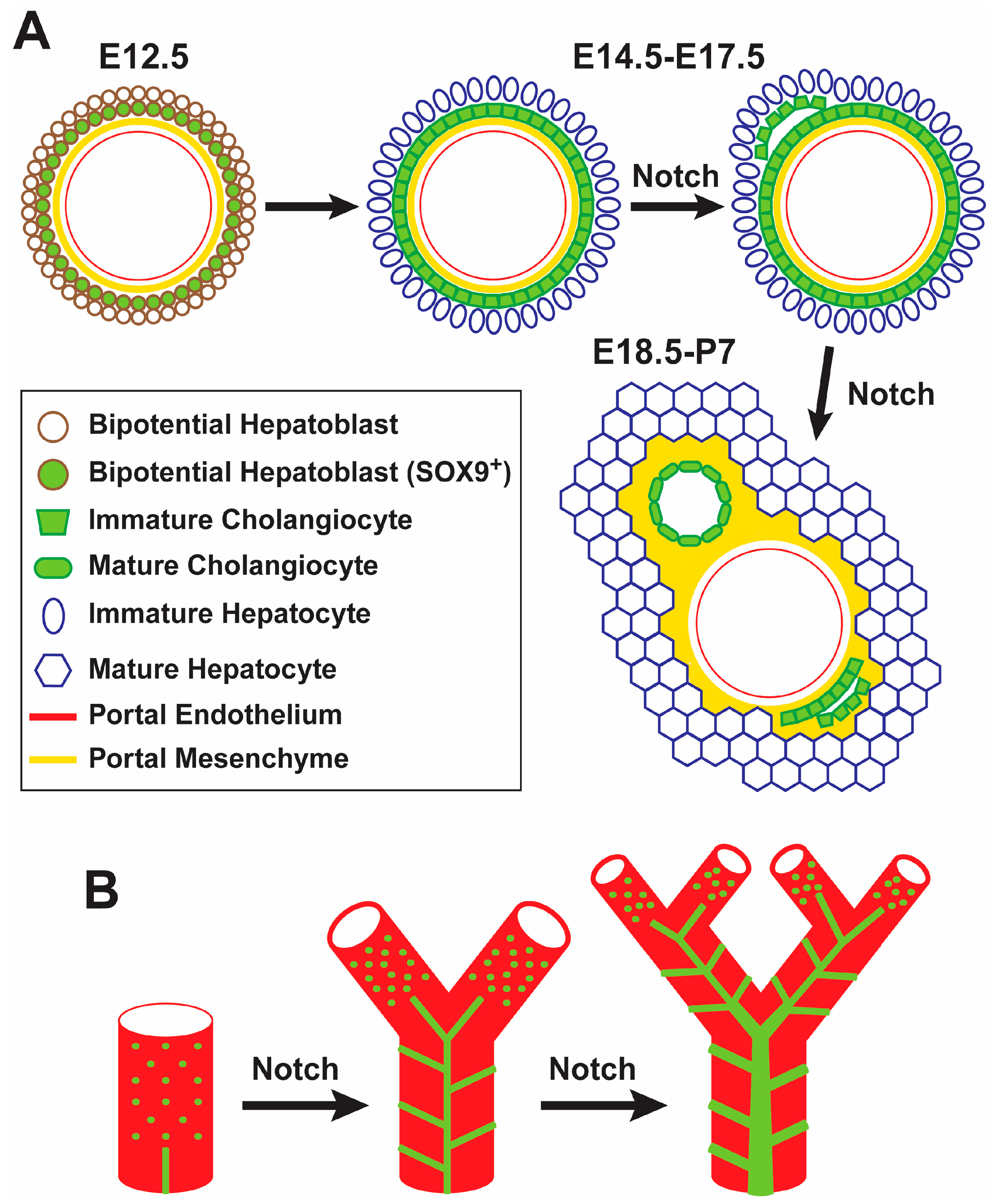 Biomolecules 09 00608 g001