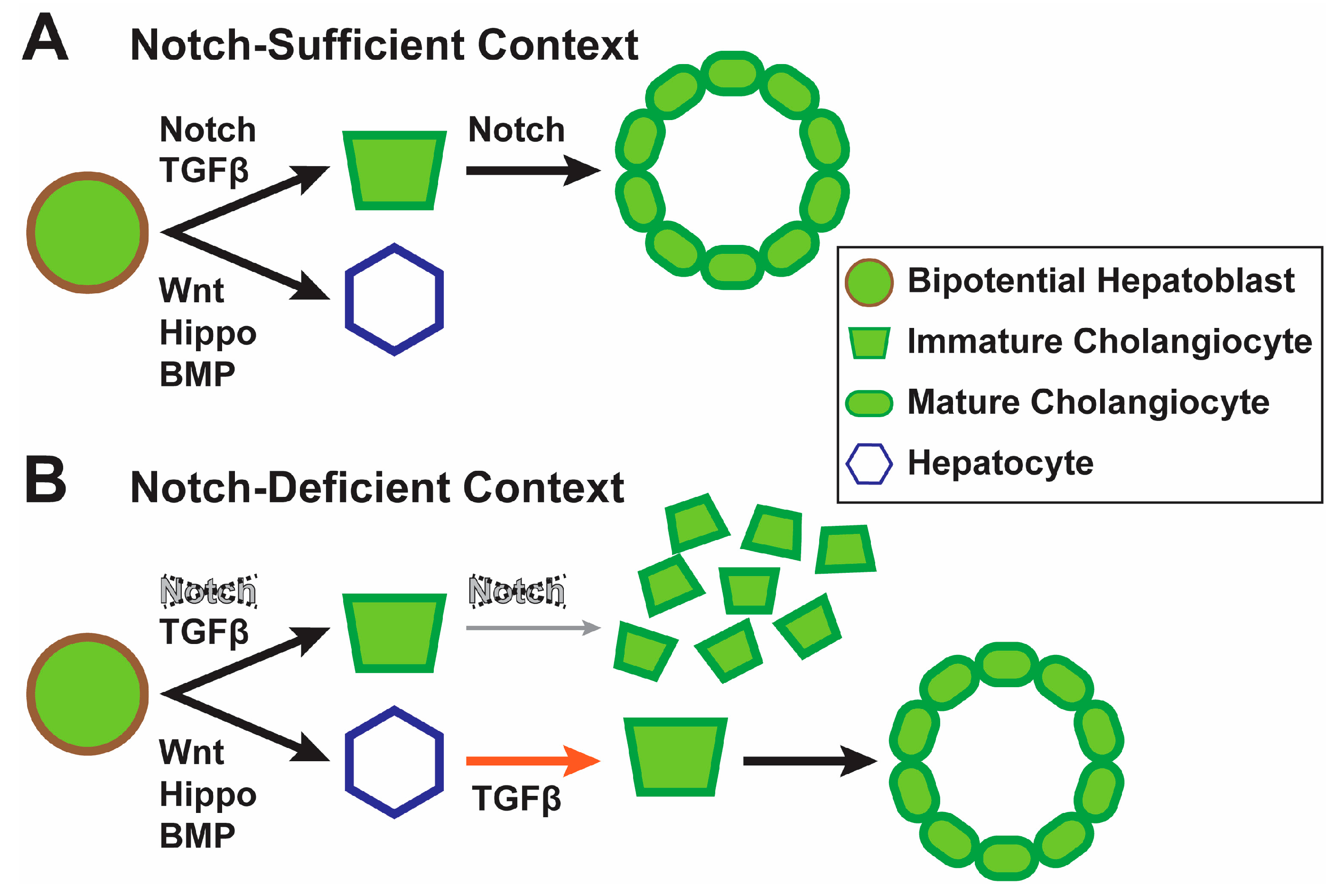 Biomolecules 09 00608 g002