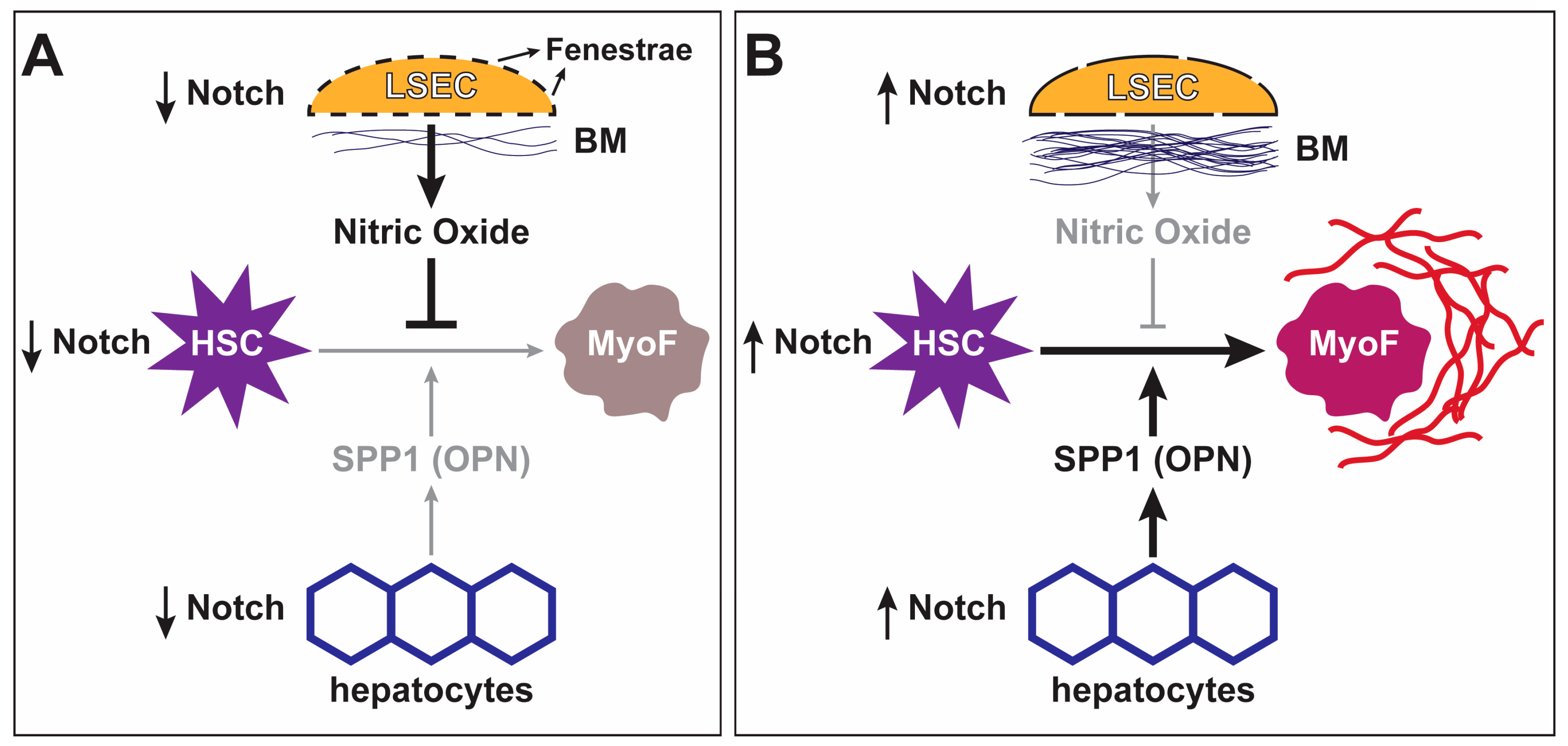 Biomolecules 09 00608 g003