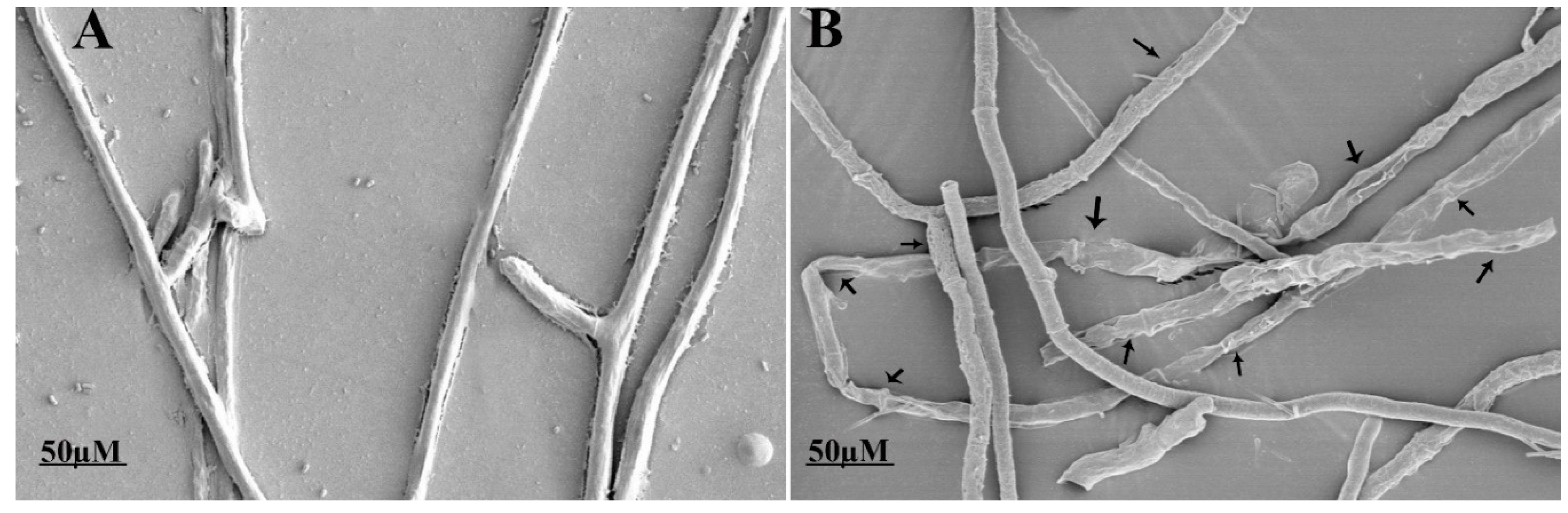 Biomolecules 09 00613 g004