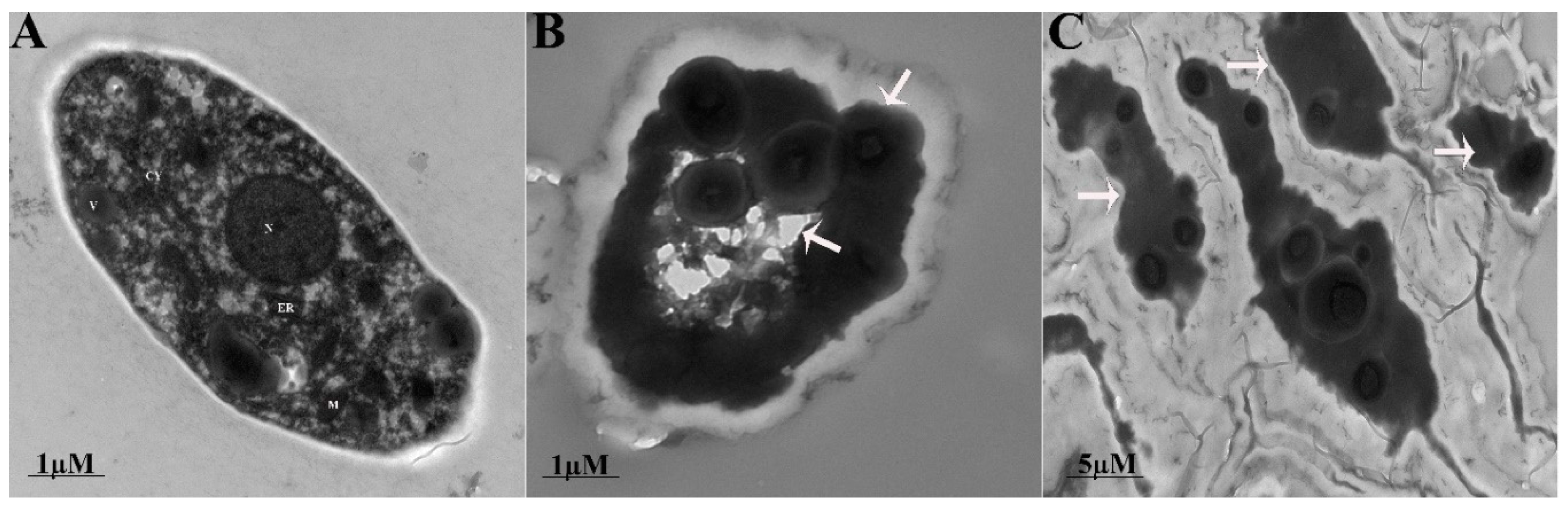 Biomolecules 09 00613 g005