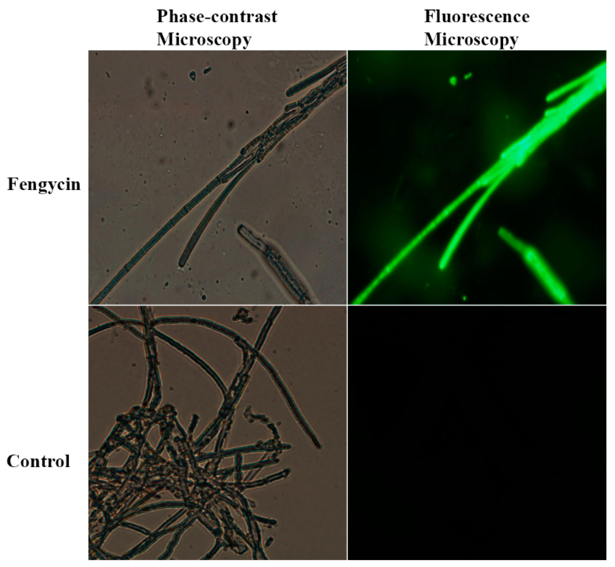 Biomolecules 09 00613 g006