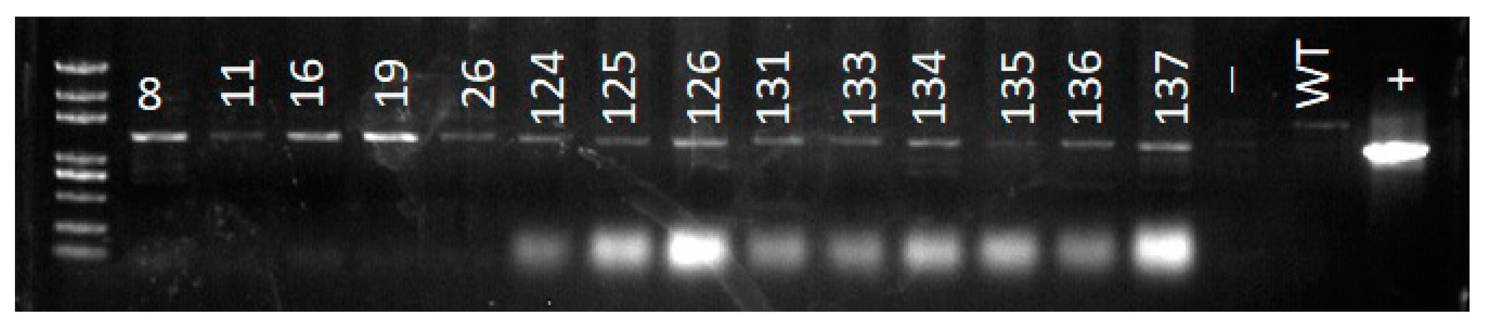 Biomolecules 09 00617 g006 Biomolecules 09 00617 g006