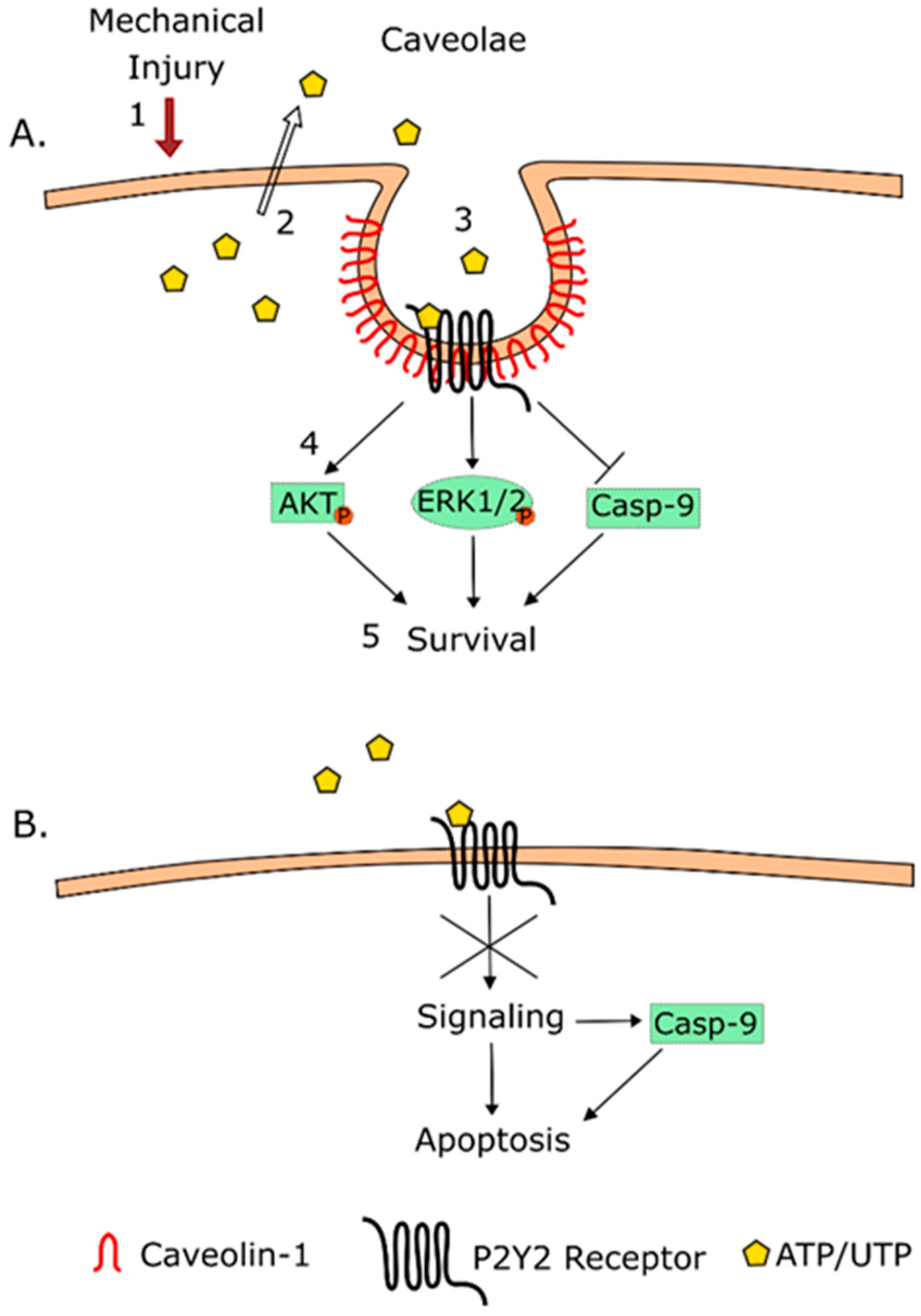 Biomolecules 09 00622 g005