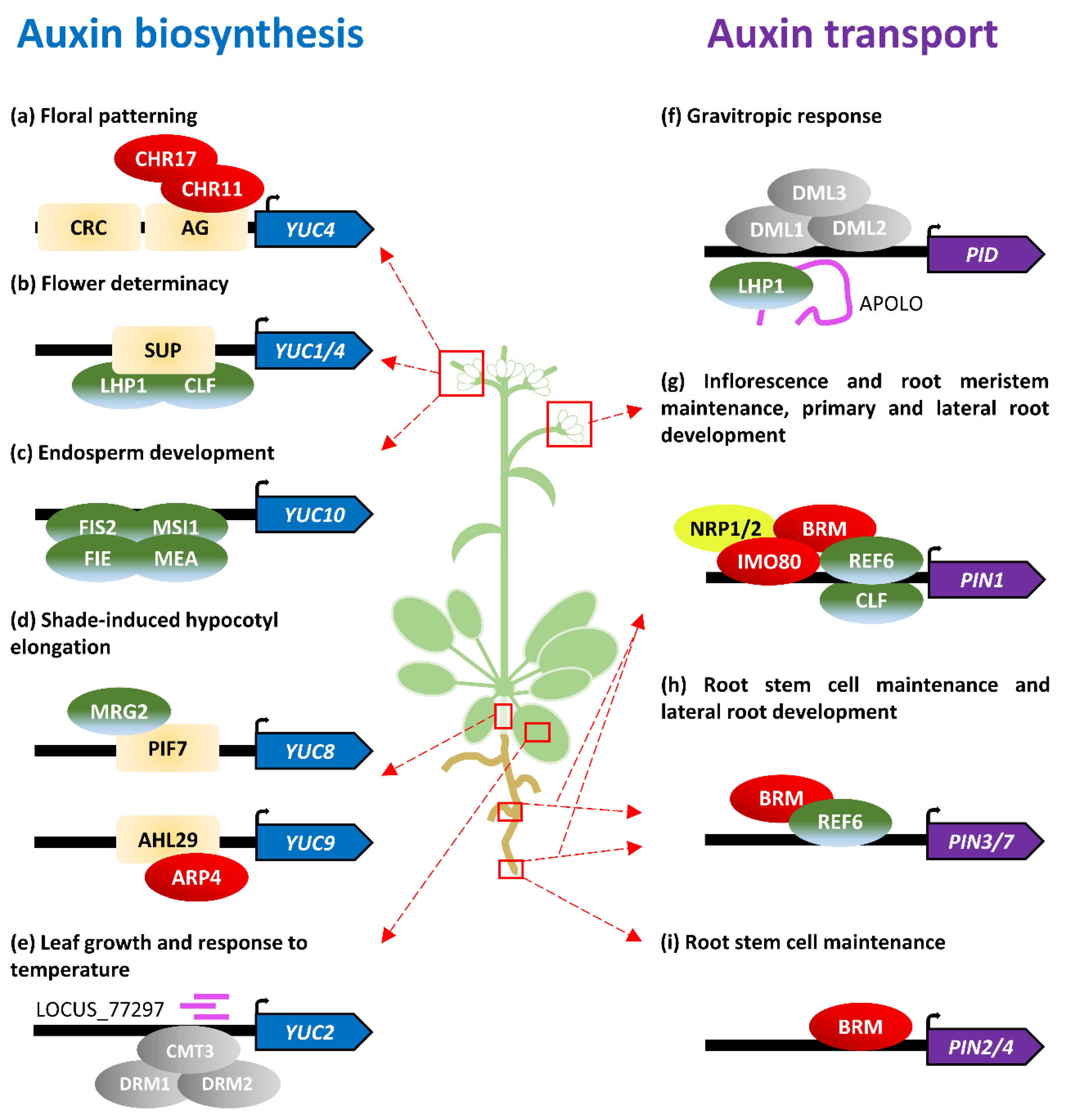 Biomolecules 09 00623 g001