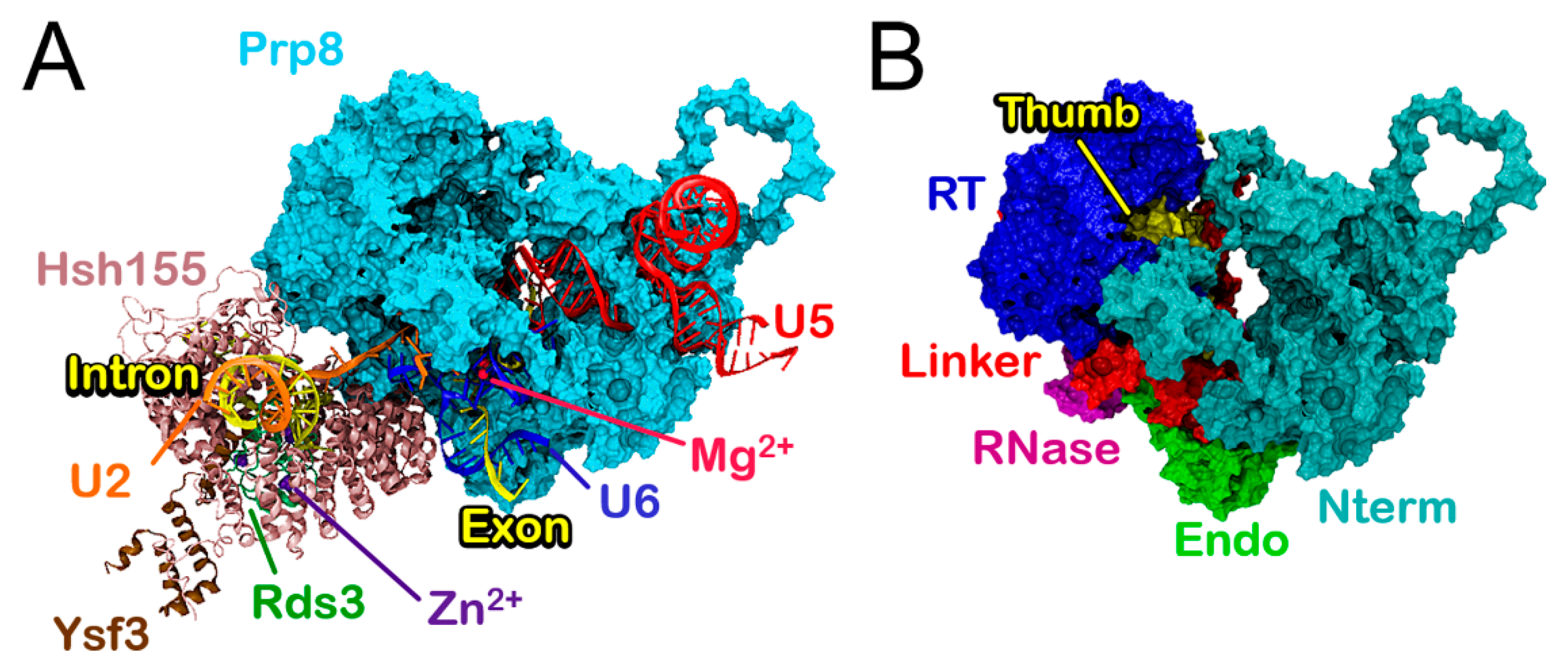 Biomolecules 09 00633 g002