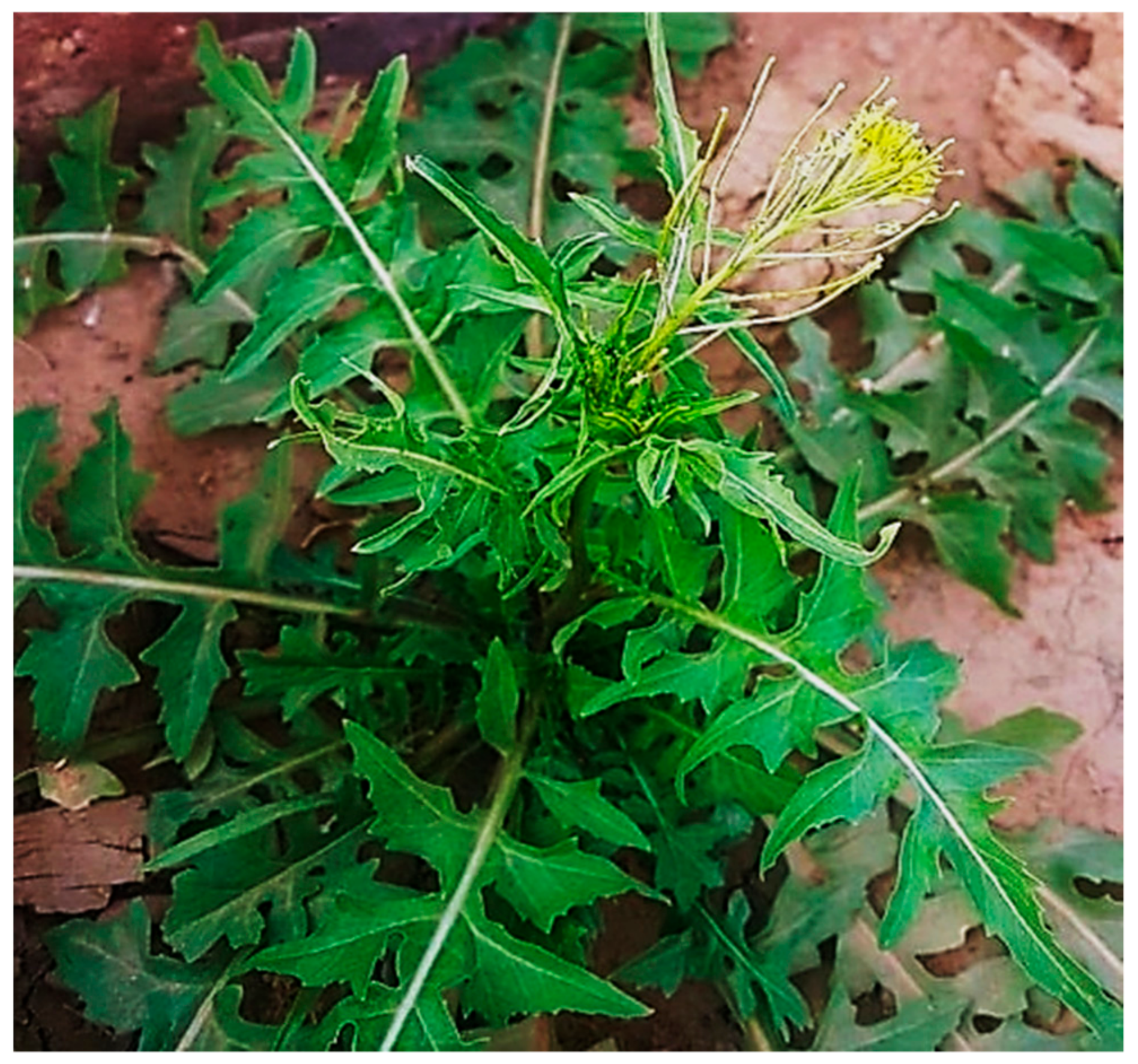 Biomolecules 09 00662 g001