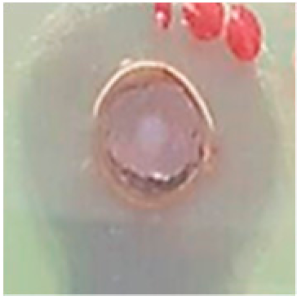 Biomolecules 09 00662 i005