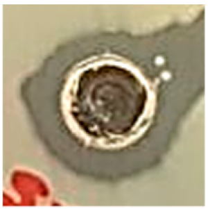 Biomolecules 09 00662 i008