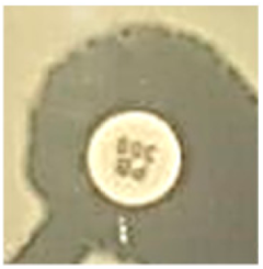 Biomolecules 09 00662 i012