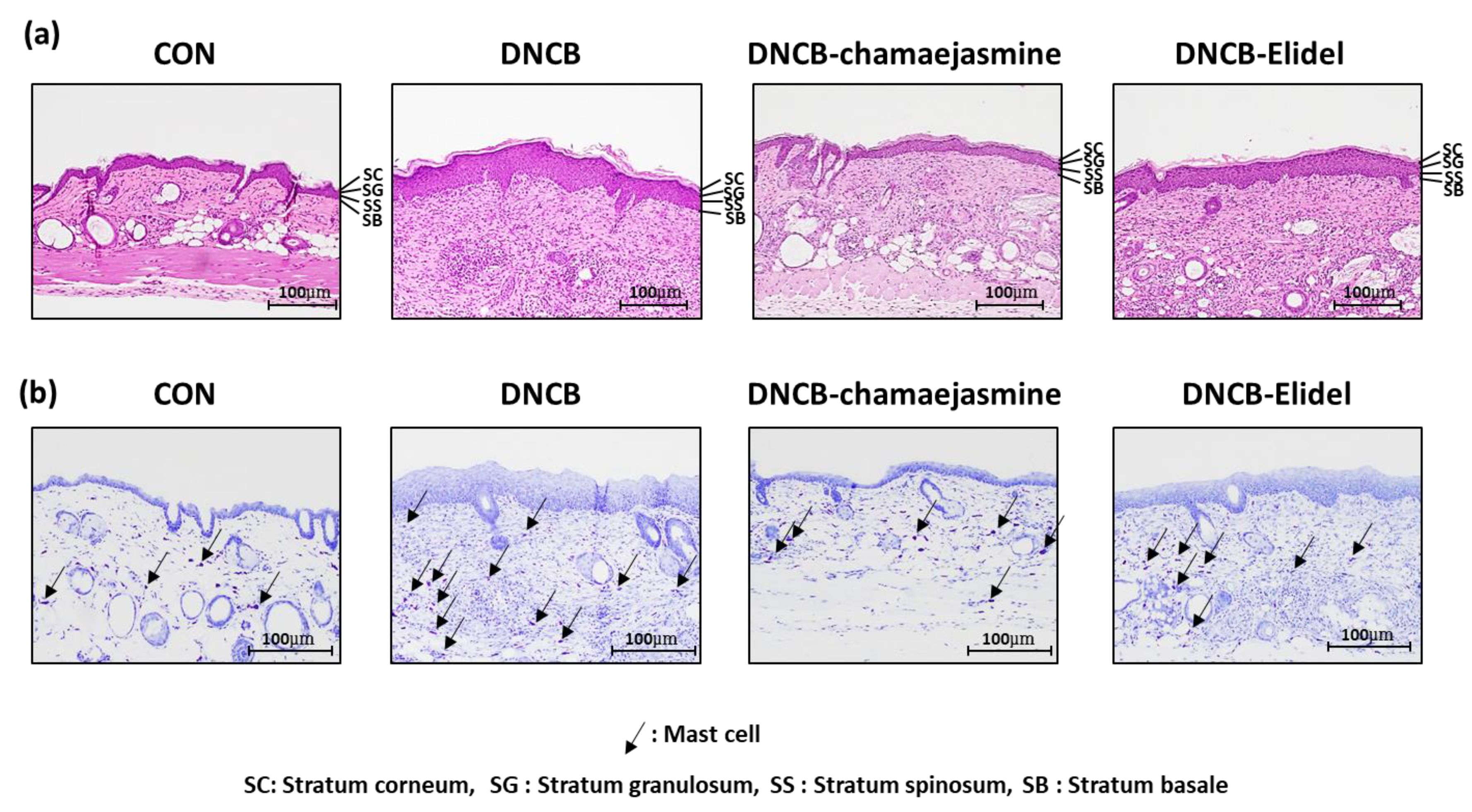 Biomolecules 09 00697 g005a